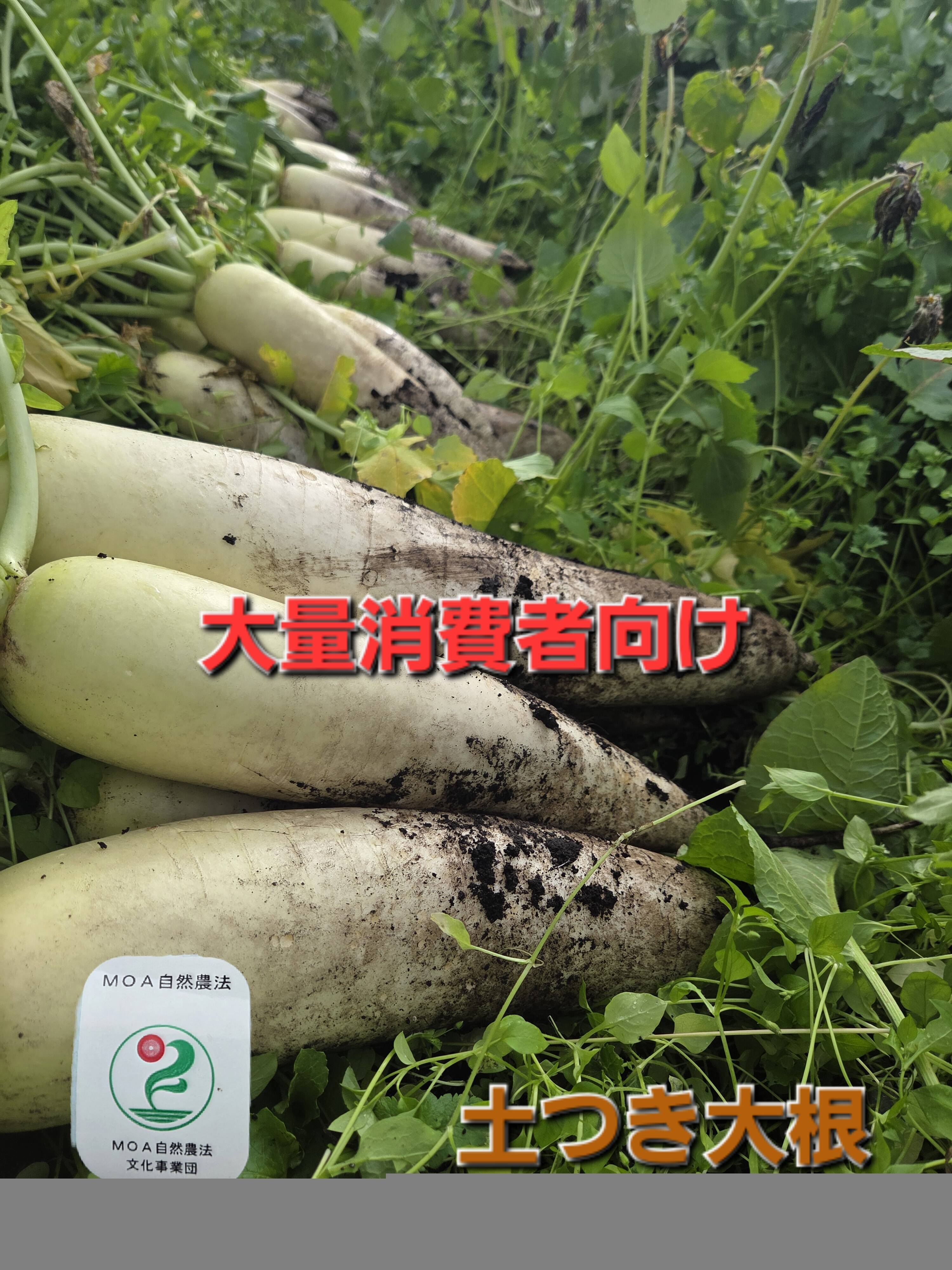 大量消費者向け！自然栽培【土つき】大根：青森県産の野菜｜食べチョク 