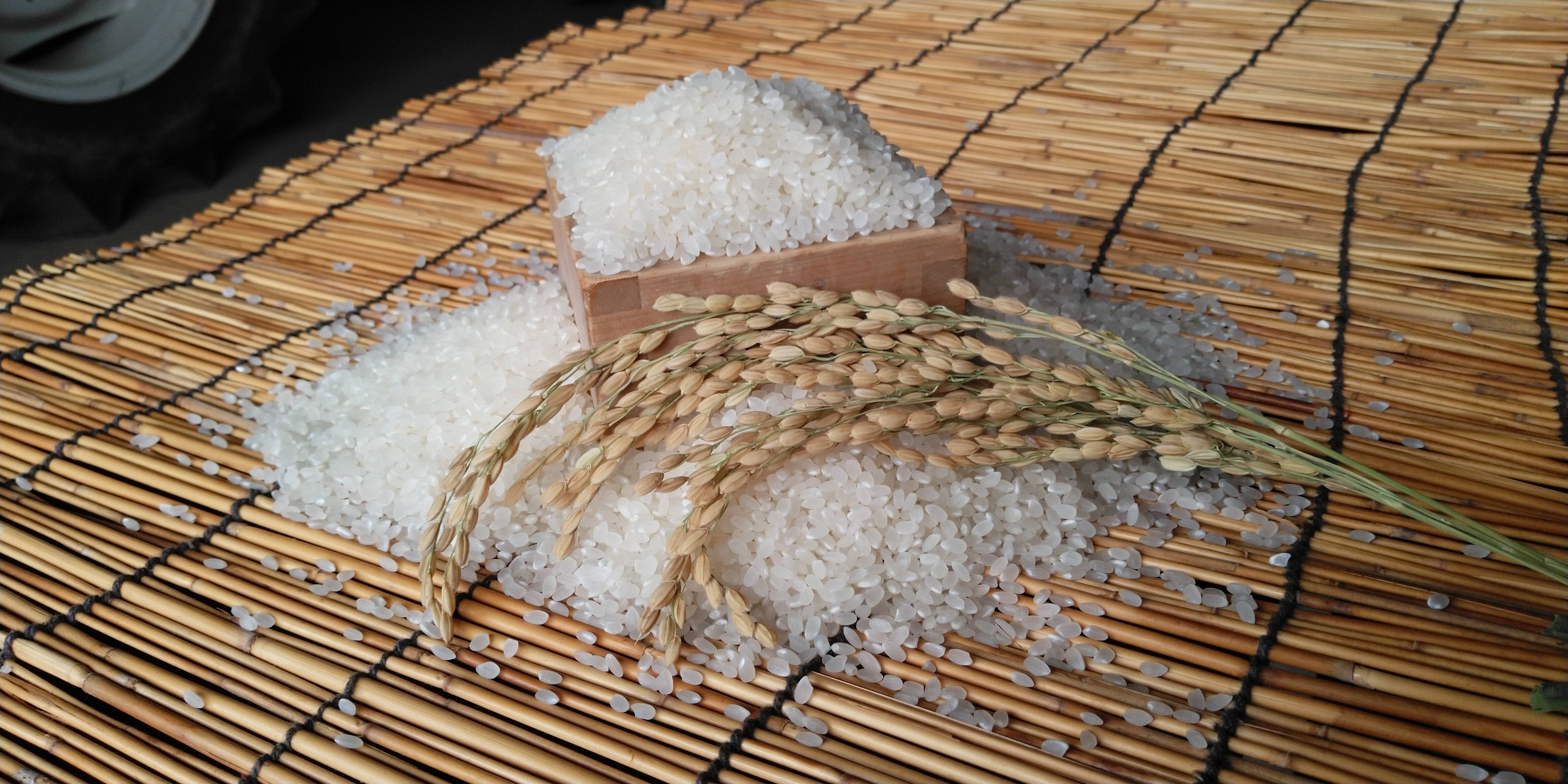 銘柄米 コシヒカリ 100% 白米 5kg 令和7年産：千葉県産のお米｜食べ