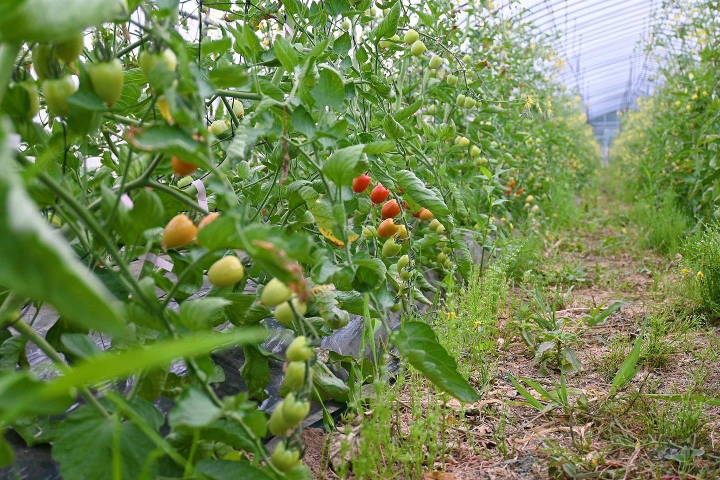 Nico Farmへのレビュー・商品：北海道｜食べチョク｜産地直送(産直)お