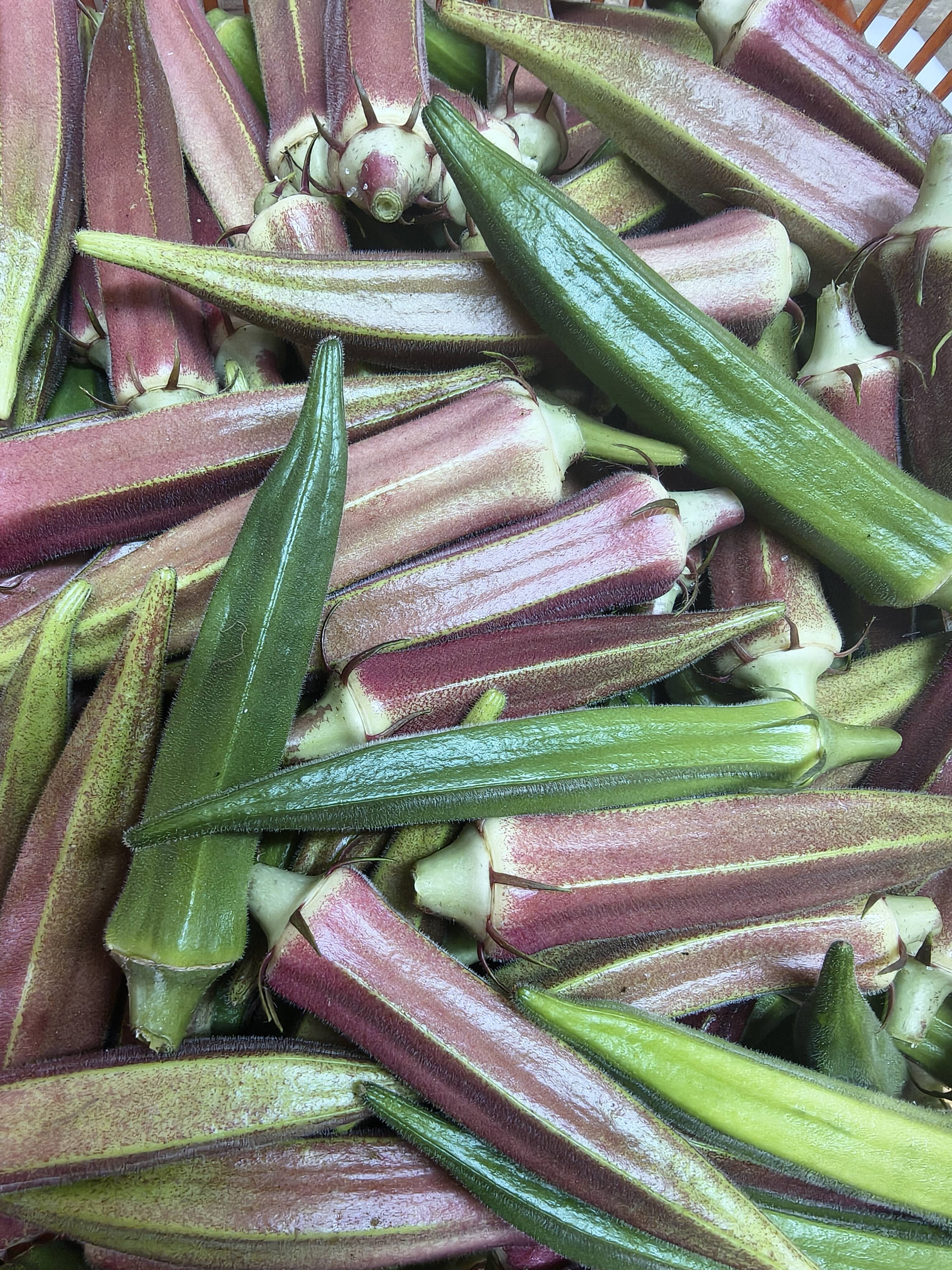 数量限定増量価格☆朝採れ新鮮なオクラ80本（赤・緑ミックス) OKRA