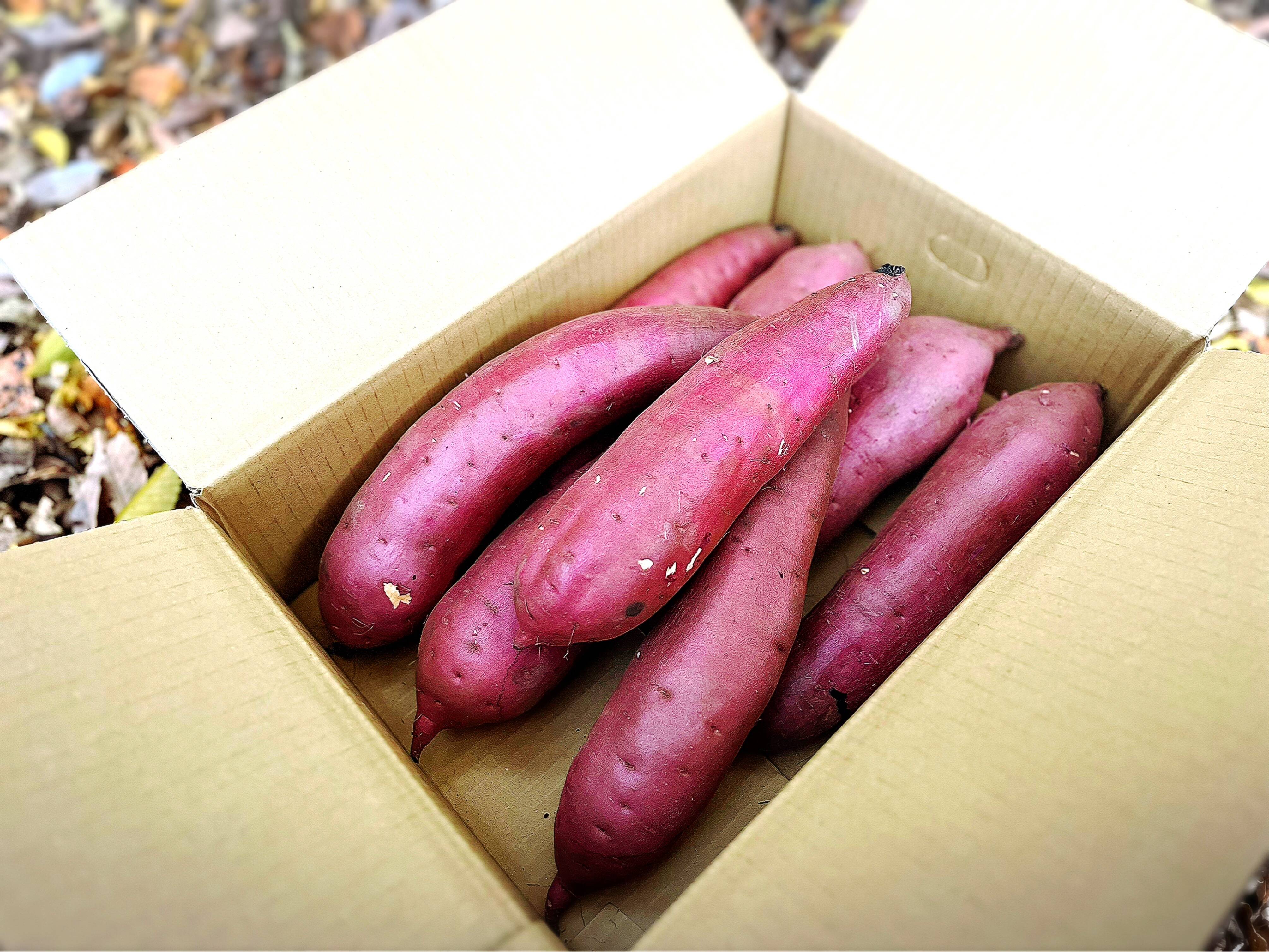 【大きいサイズ！】　茨城県産　新芋　紅はるか🍠BIGサイズ　4.5ｋｇ
