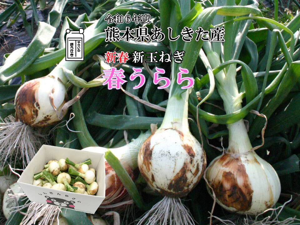 新玉ねぎ 春うらら【訳あり】【５キロ 】熊本県あしきた産 新春 令和6