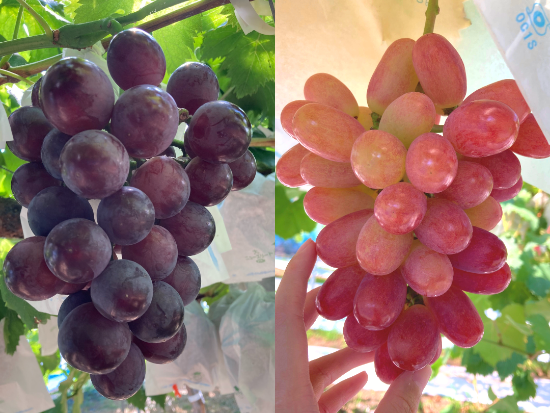 初秋ギフト】彩りぶどう2種 泉州パープル＋サニードルチェ：大阪府産の