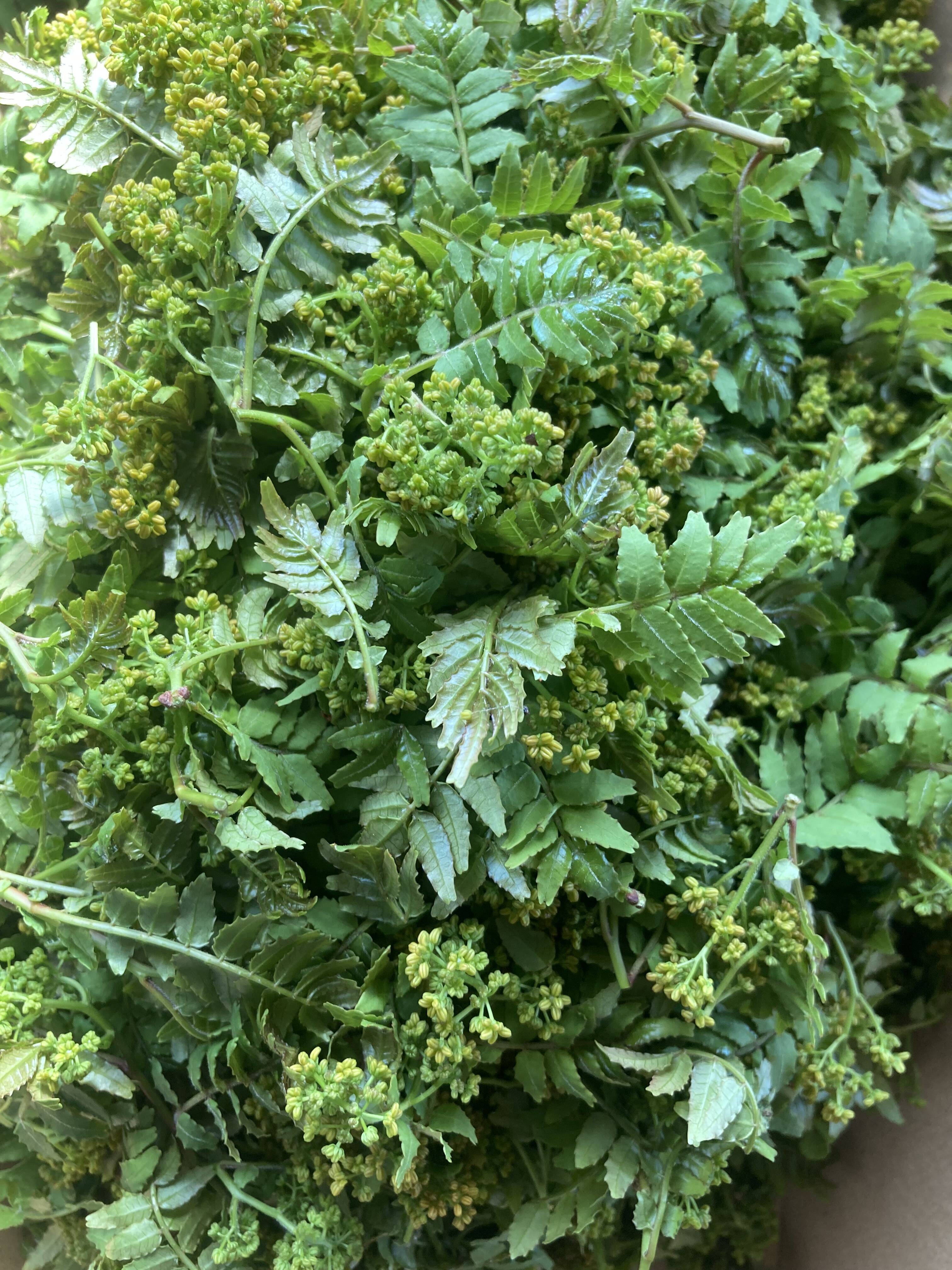 奈良県花山椒　特価　1kg＋a＋葉っぱ　本日発送可能 京都産 天然 葉付き花山椒 300グラム：京都府産の花山椒｜食べチョク