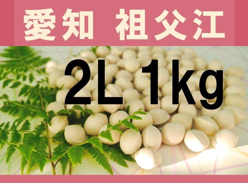 2025年新物！ 愛知県 祖父江産 久寿ぎんなん 銀杏 2L 1kg：愛知県産の