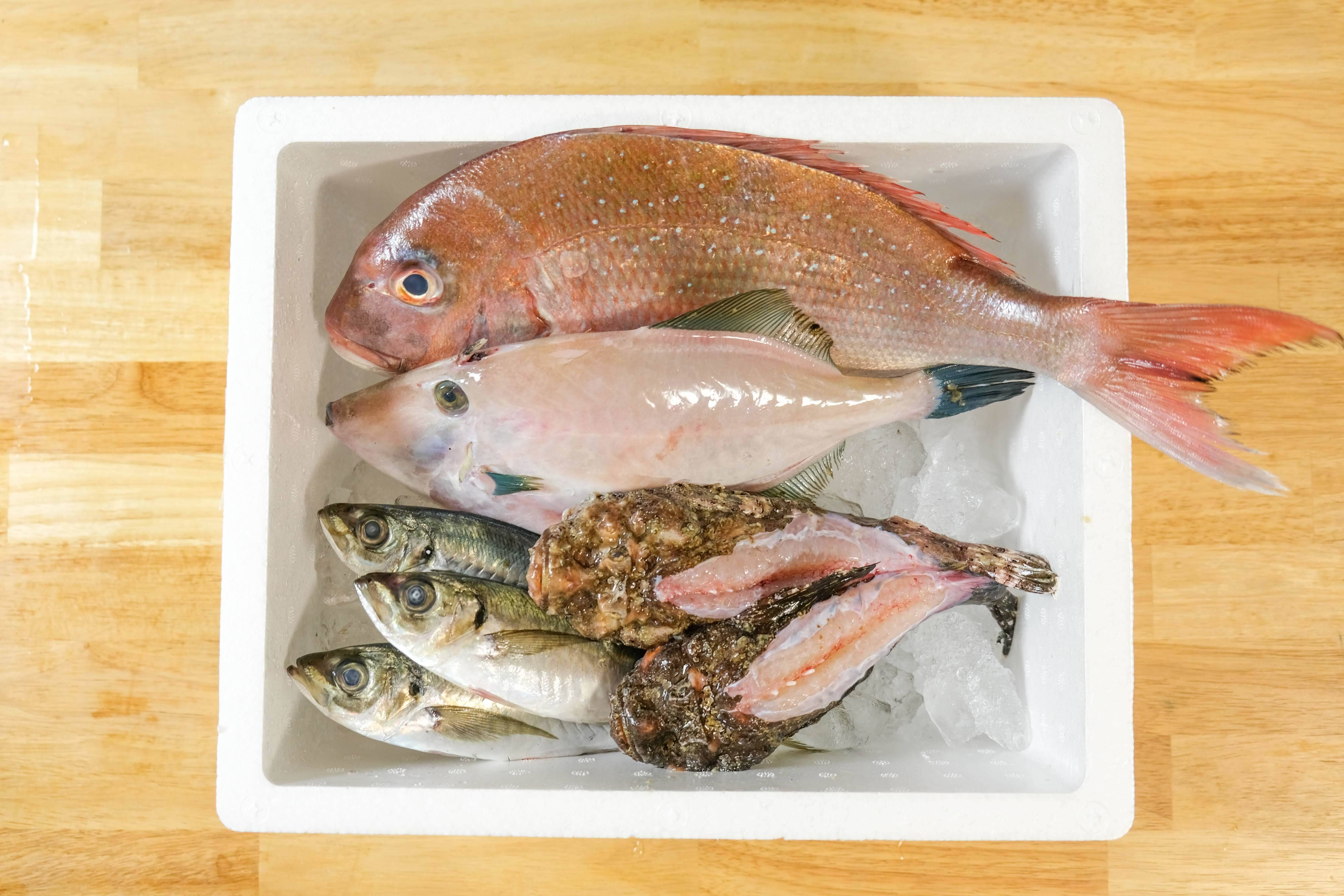 おまかせ 旬の鮮魚セット 6 10匹 80サイズ箱 鳥取県産 食べチョク 農家 漁師の産直ネット通販 旬の食材を生産者直送