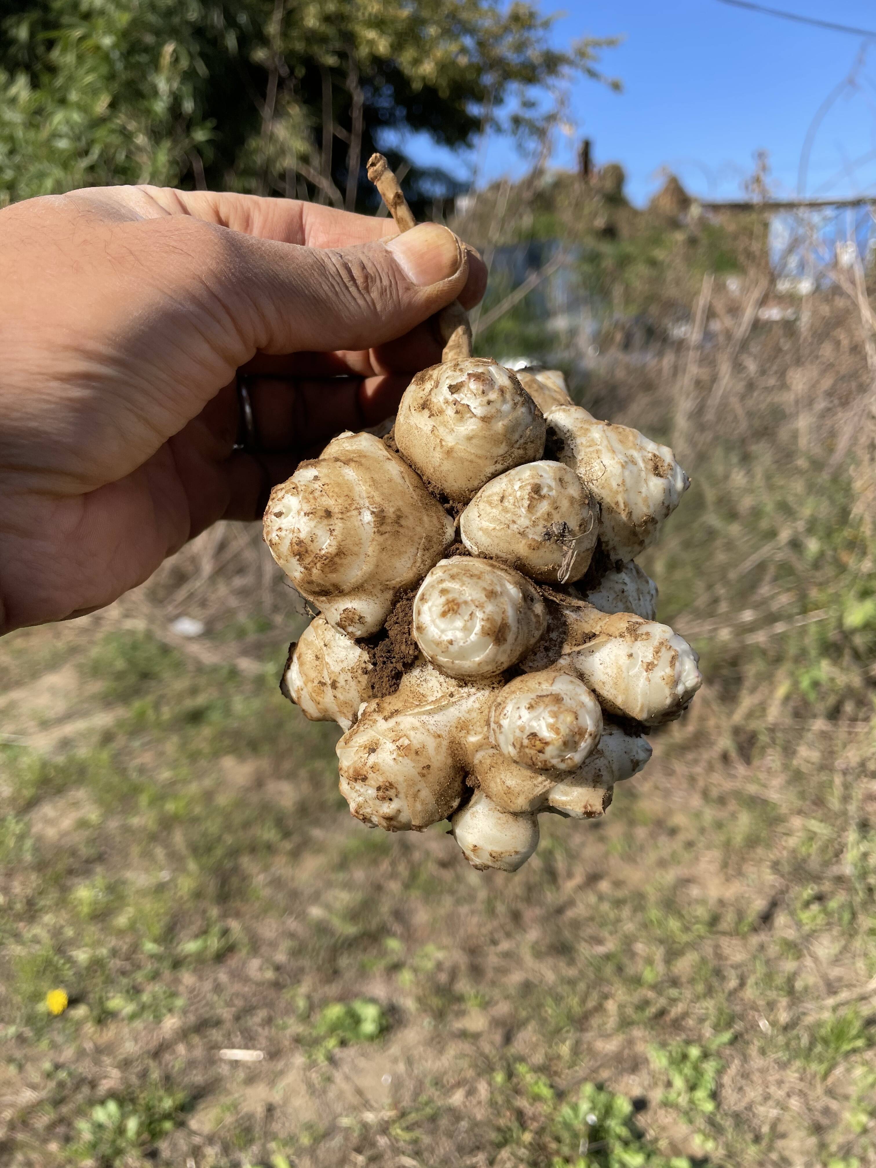 楽天市場】【送料無料】菊芋 約1kg 【キクイモ/ きくいも