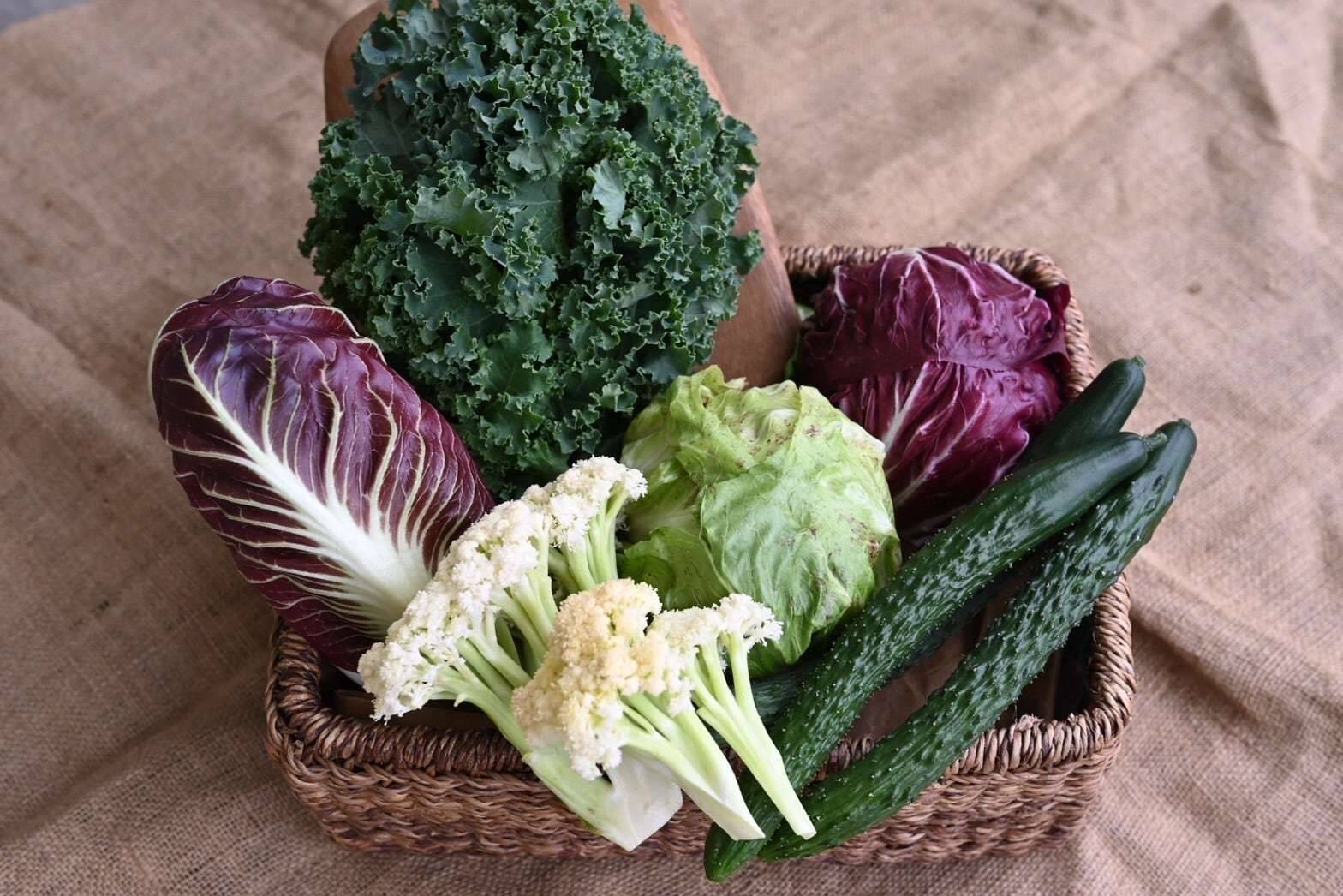 ⛄凍結防止クール便⛄おすすめチコリと旬のFENNELの野菜セット