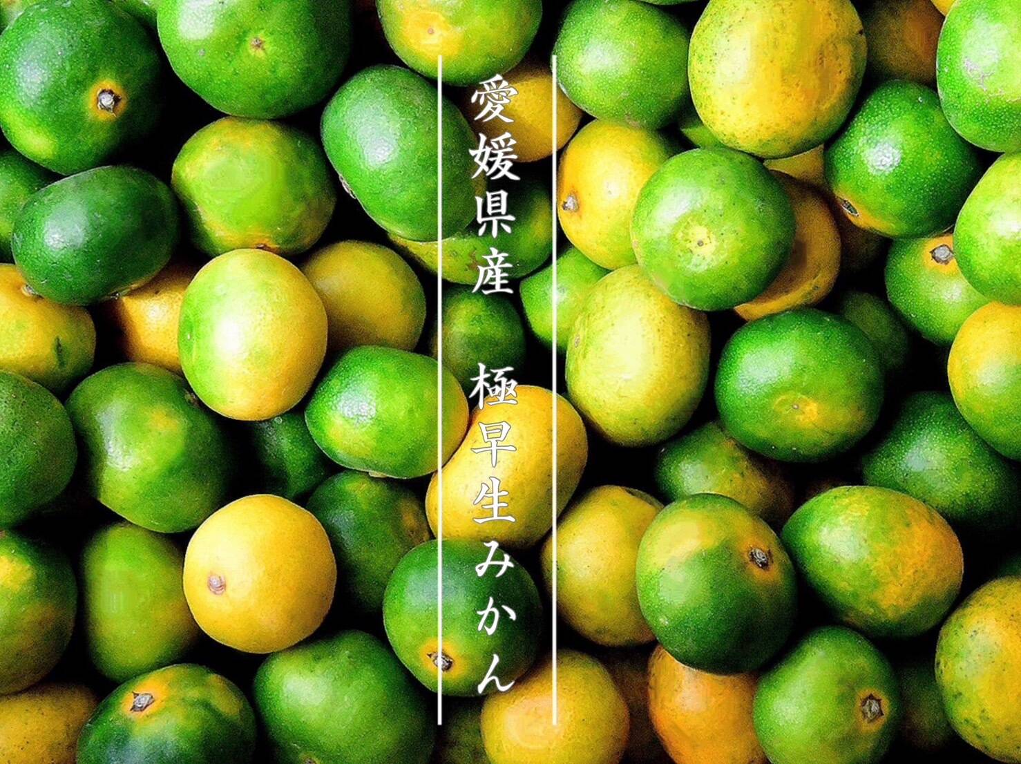 【ご家庭用】瀬戸内極早生みかん３ｋｇ 農薬不使用 自然栽培 愛媛県産