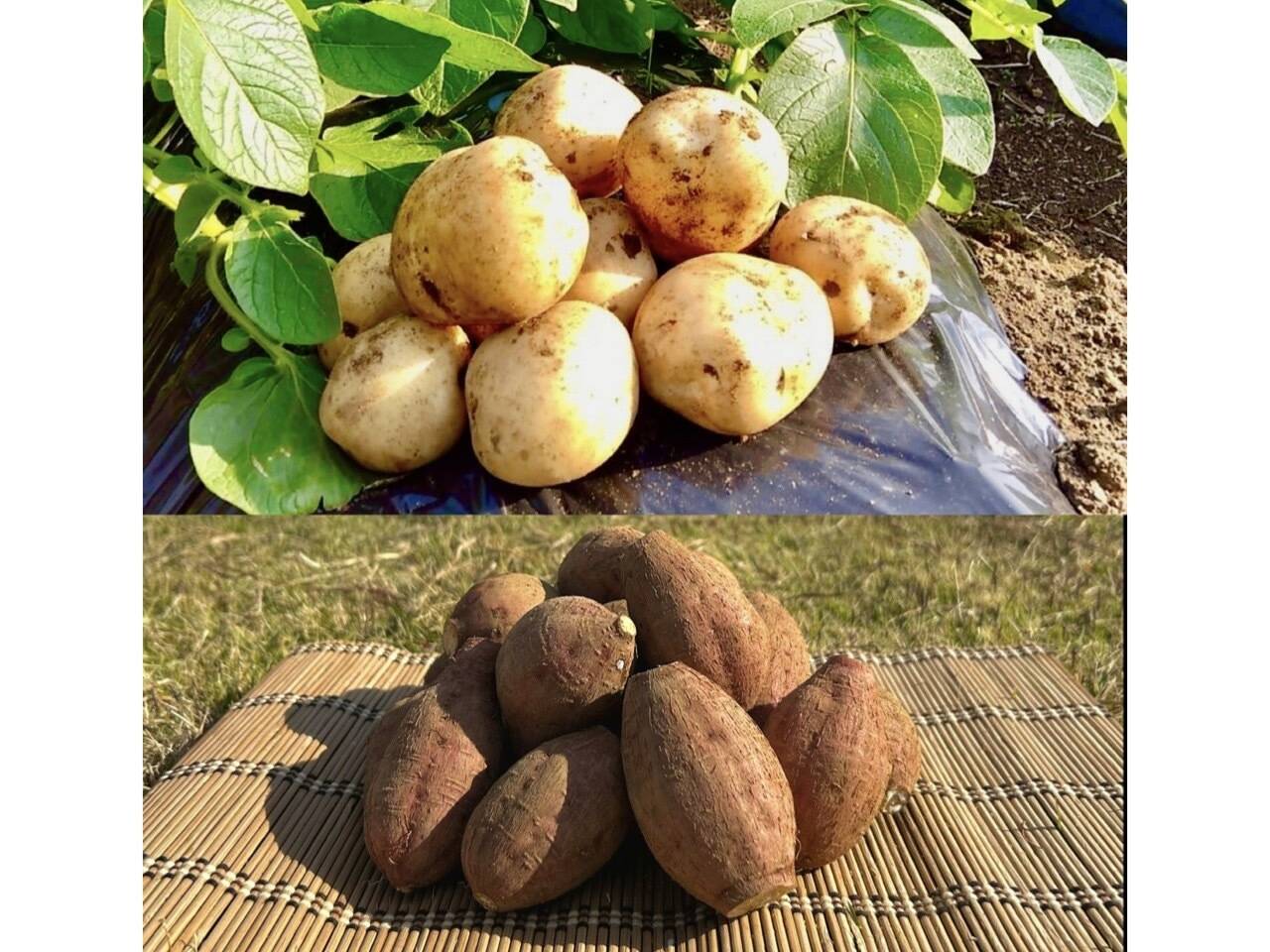期間限定】種子島産 新じゃが(S・M・L)＆熟成安納芋(2Sサイズ)｜合計