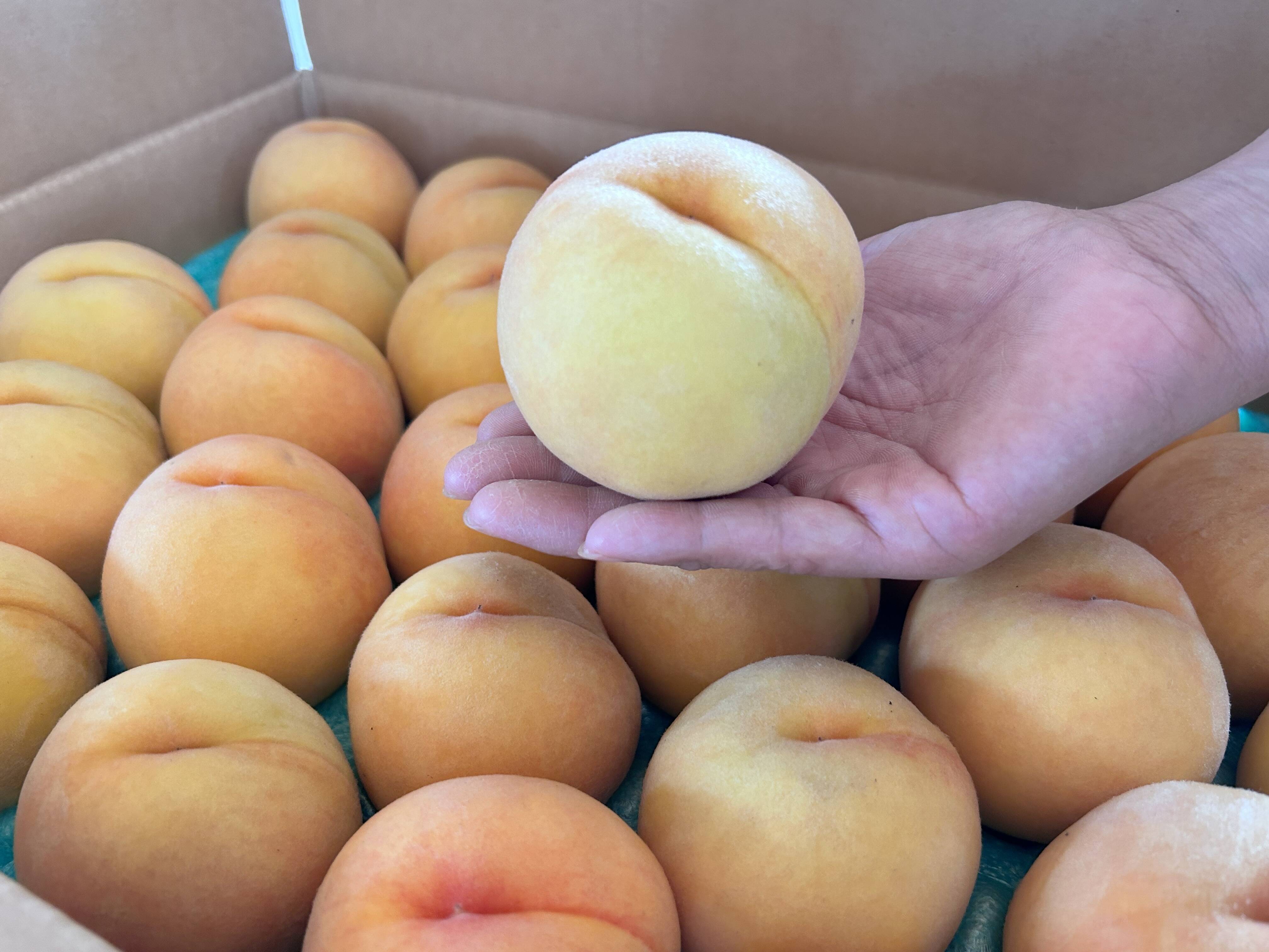 とろける甘さ！山形県産黄金桃【加工用5キロ】：山形県産の黄桃｜食べ