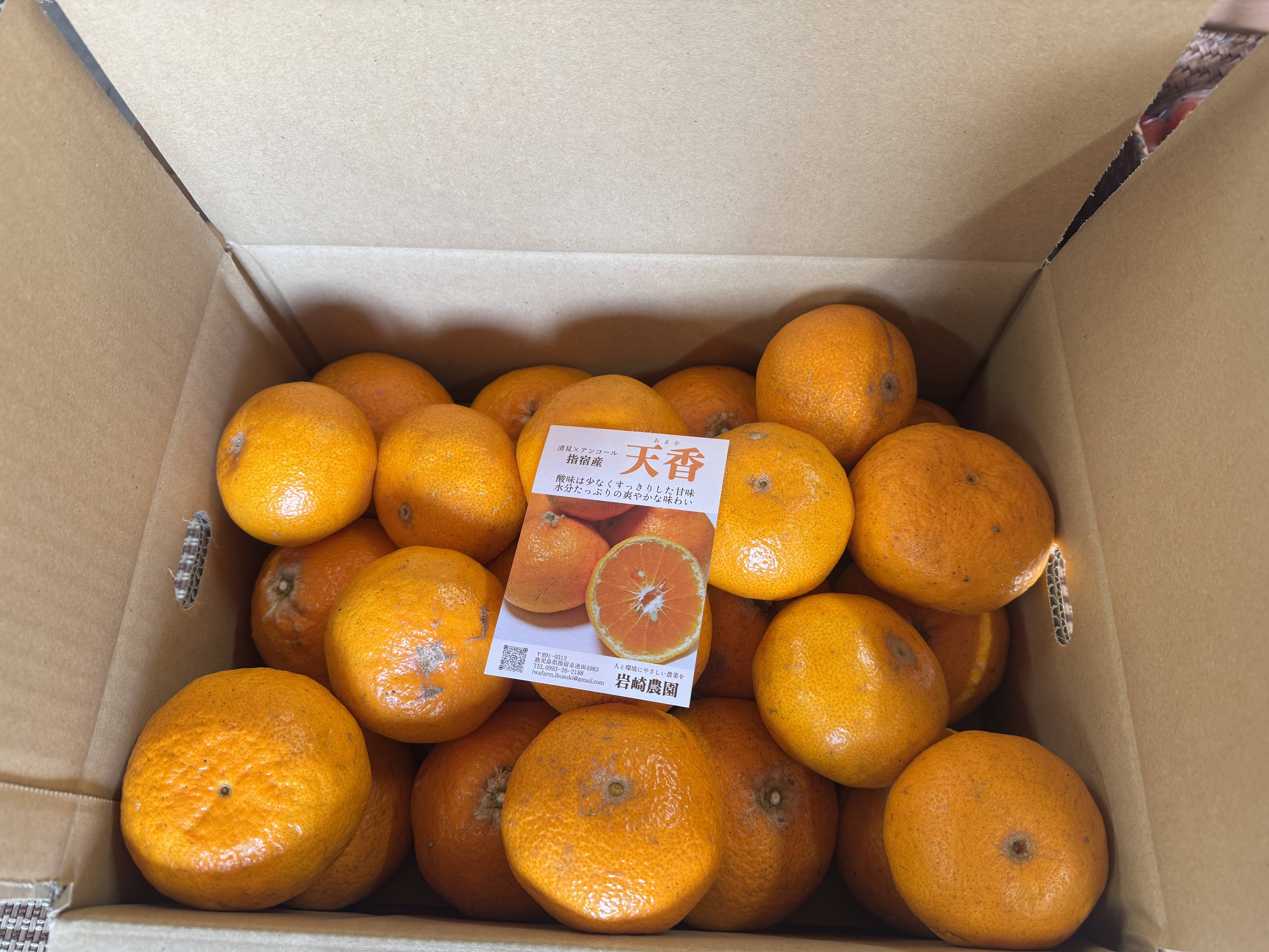 期間限定！希少な柑橘】天香‐あまか‐【5㎏】：鹿児島県産のみかん