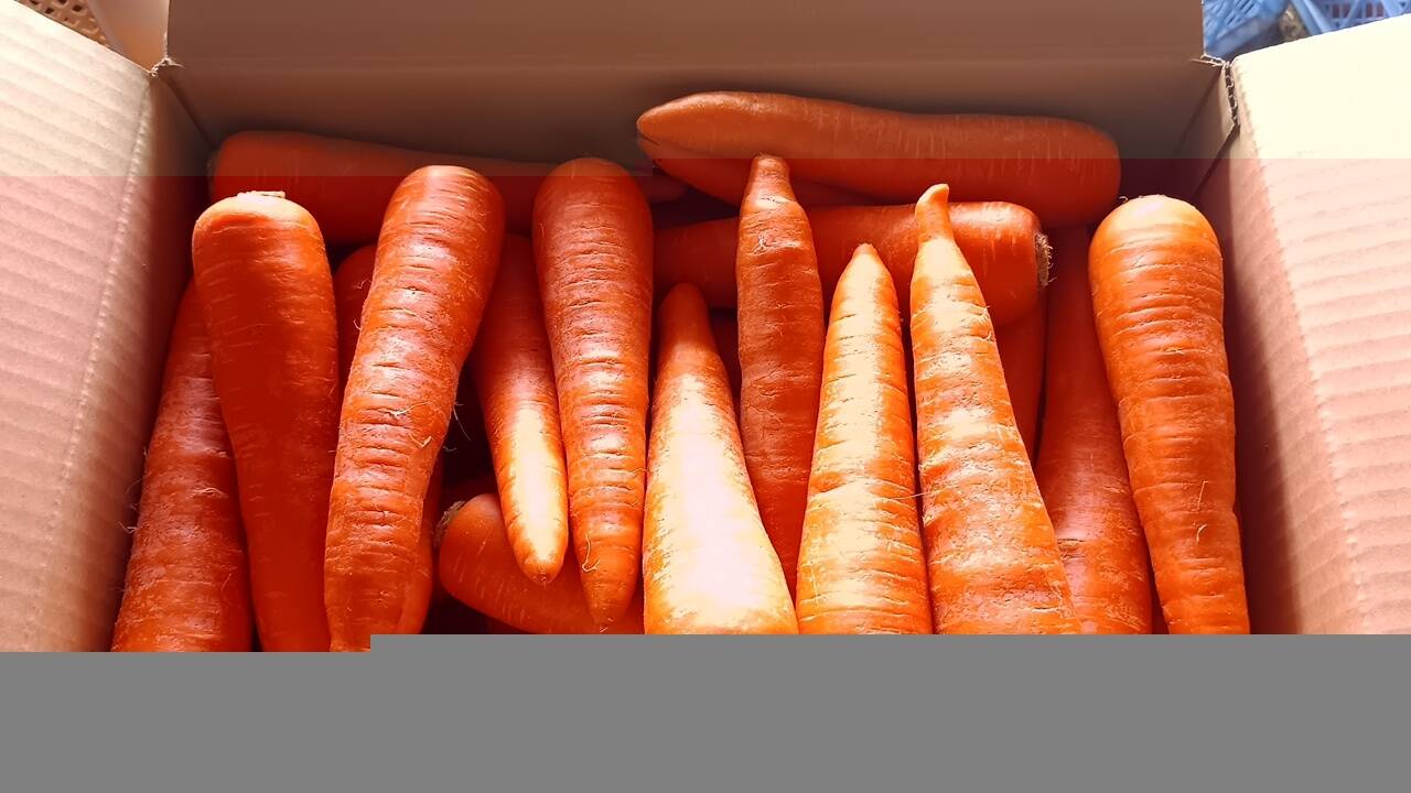 とっても甘い！向陽2号にんじん10kg：埼玉県産の向陽｜食べチョク 