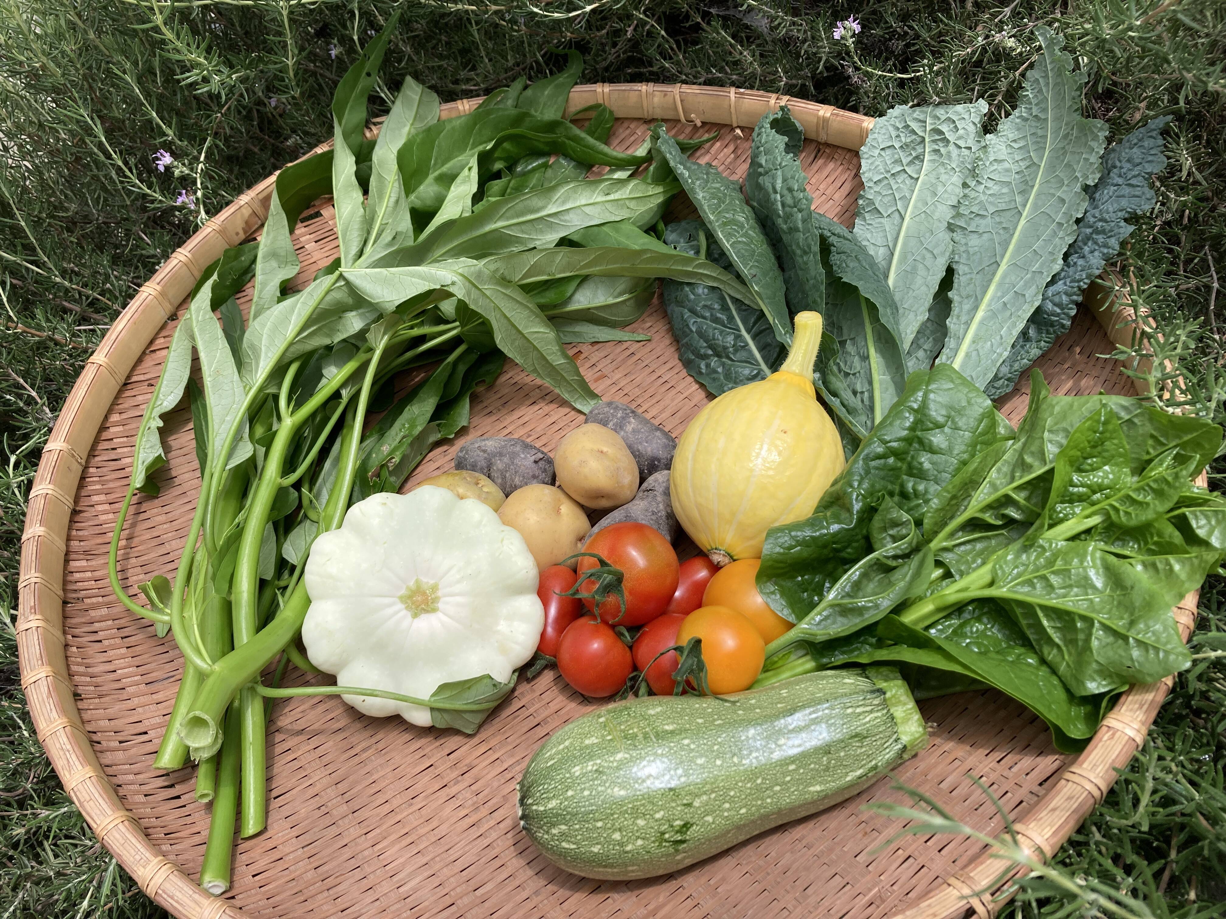 夏野菜本番！｜食べチョク｜産地直送(産直)お取り寄せ通販 - 農家