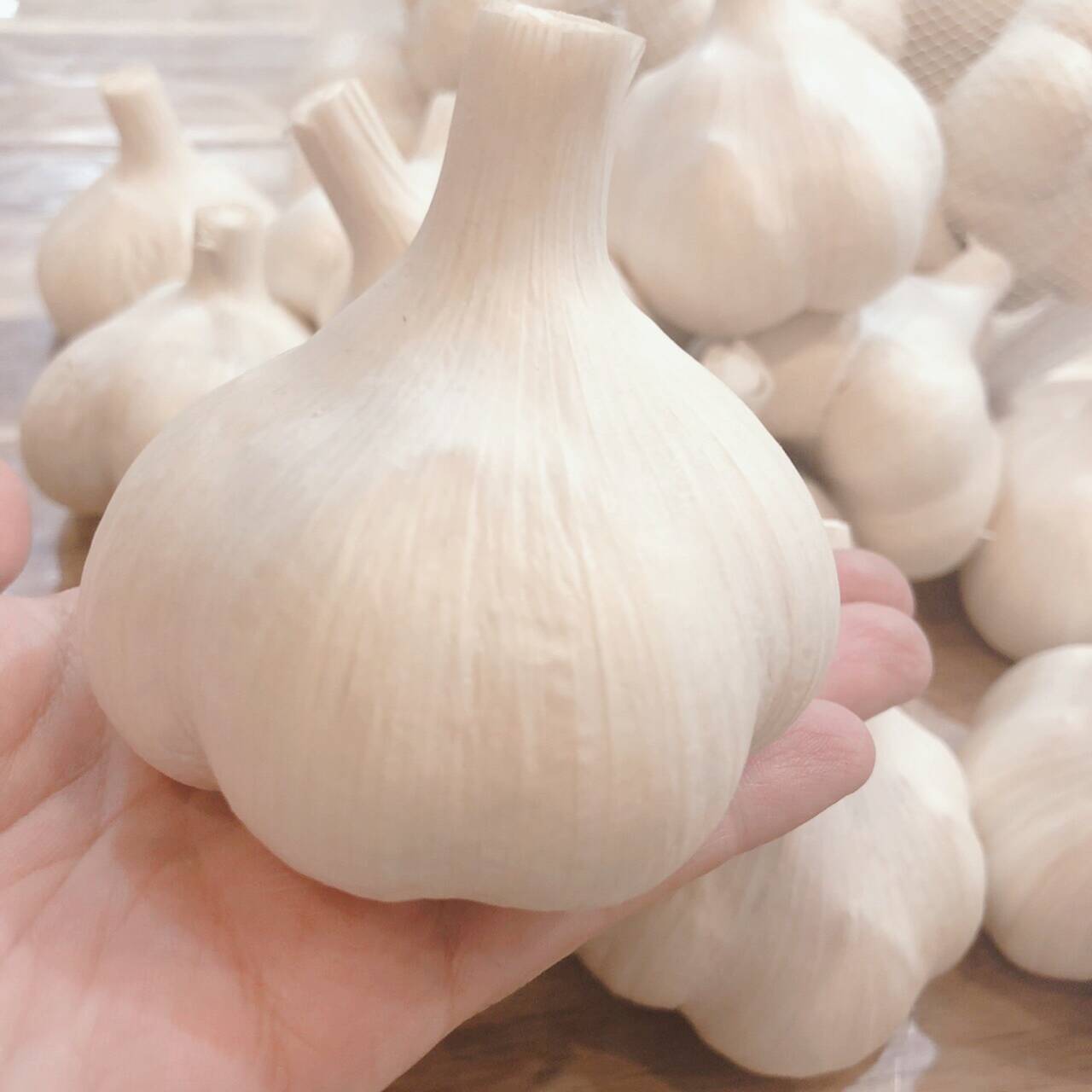 テレビで紹介📺✨】青森にんにく白玉王🧄 大中玉1キロ（月1000箱売れて