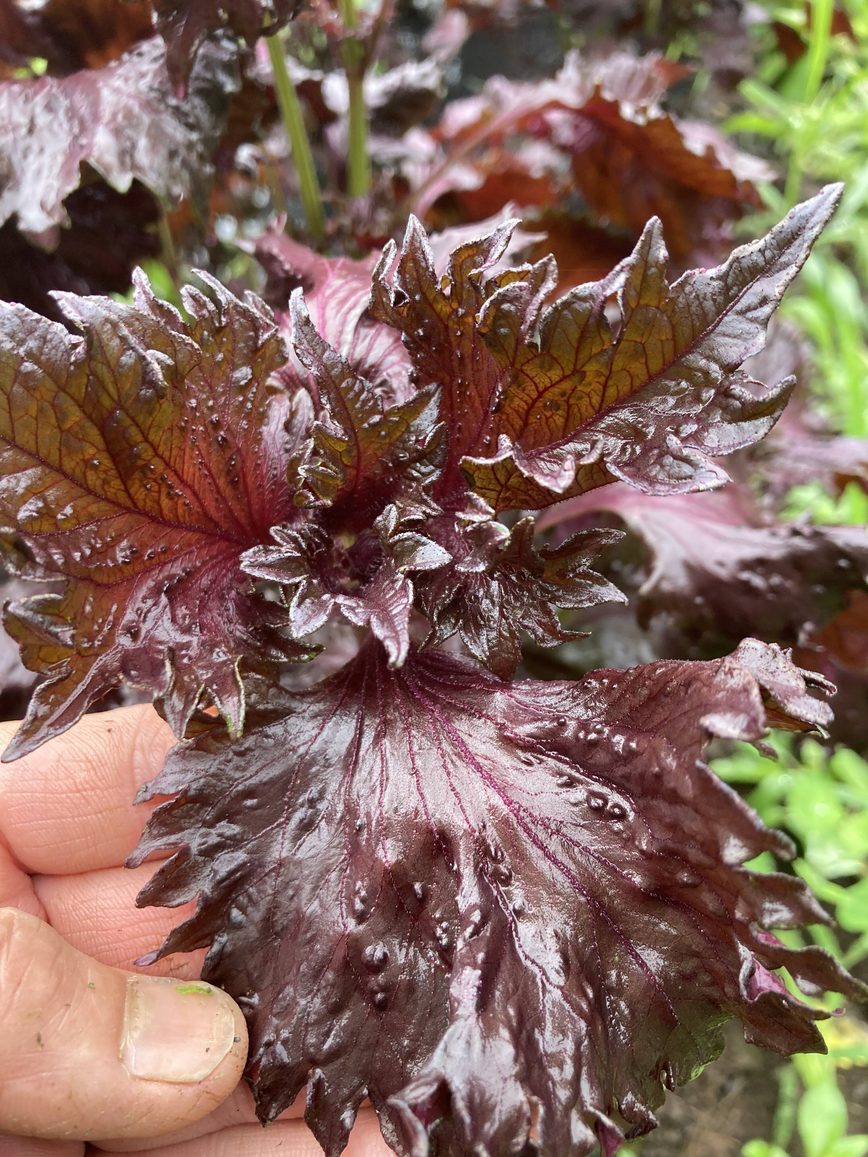 珍品種】香りよし！天神赤紫蘇 2kg：大分県産のその他薬味・スパイス