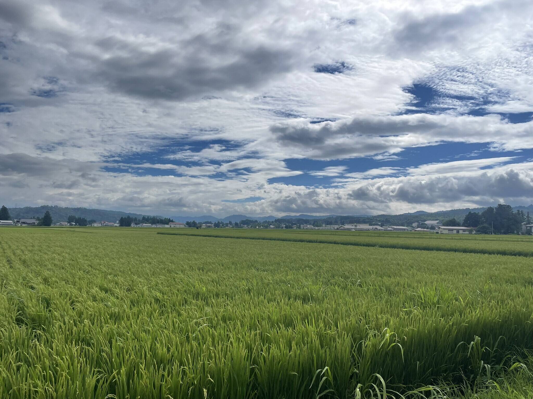 万宝院ファームへのレビュー・商品：山形県｜食べチョク｜産地直送 