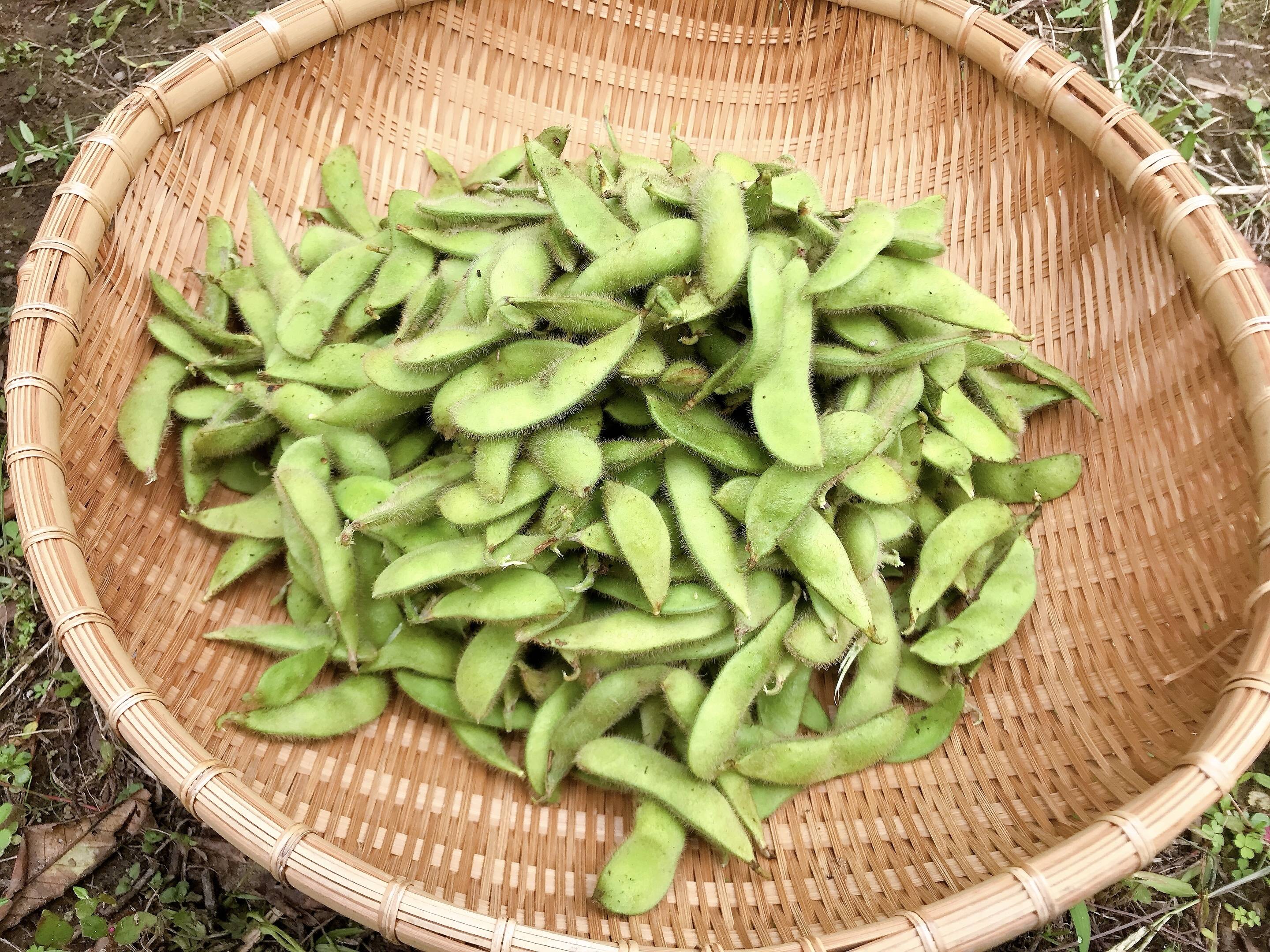 小糸の在来枝豆 1kg（枝なし）【無肥料・栽培期間中農薬不使用】：千葉県産の豆類｜食べチョク｜産地直送(産直)お取り寄せ通販 -  農家・漁師から旬の食材を直送