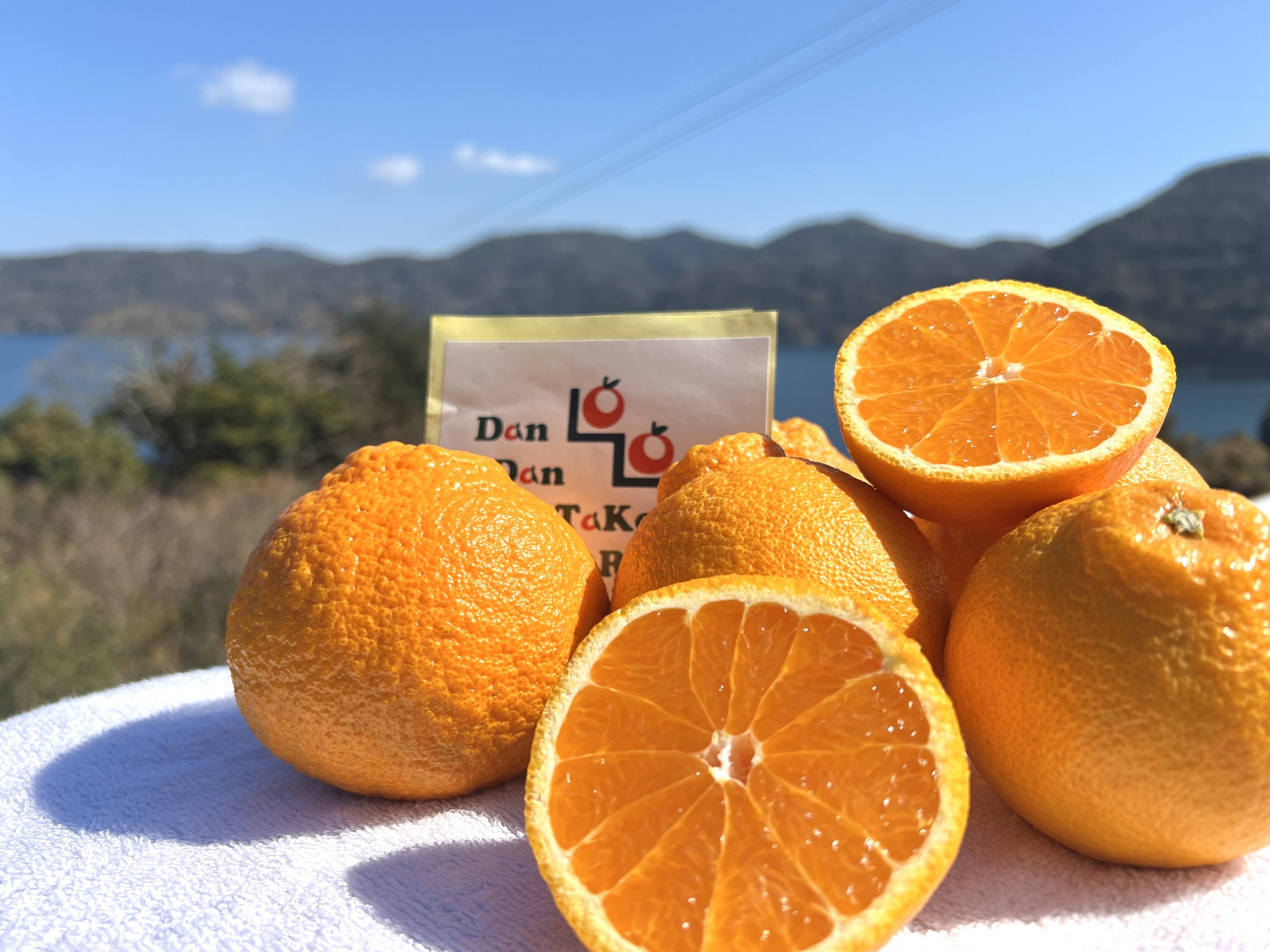 完熟不知火（デコ）家庭用・5kg：愛媛県産のみかん・柑橘類｜食べ