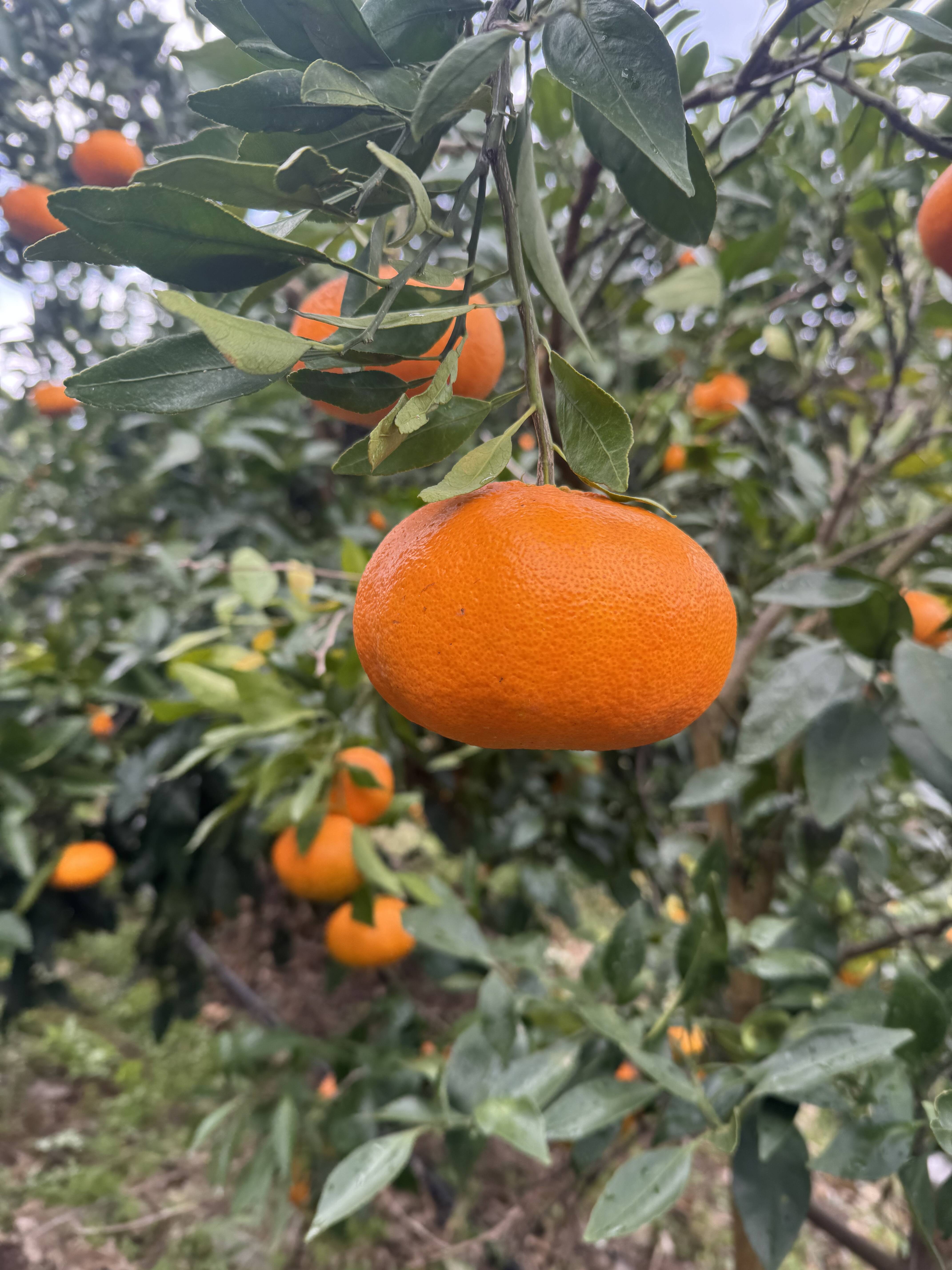 愛媛県今治関前岡村産甘平4号みかん4キロ（箱込）農薬不使用 化学肥料