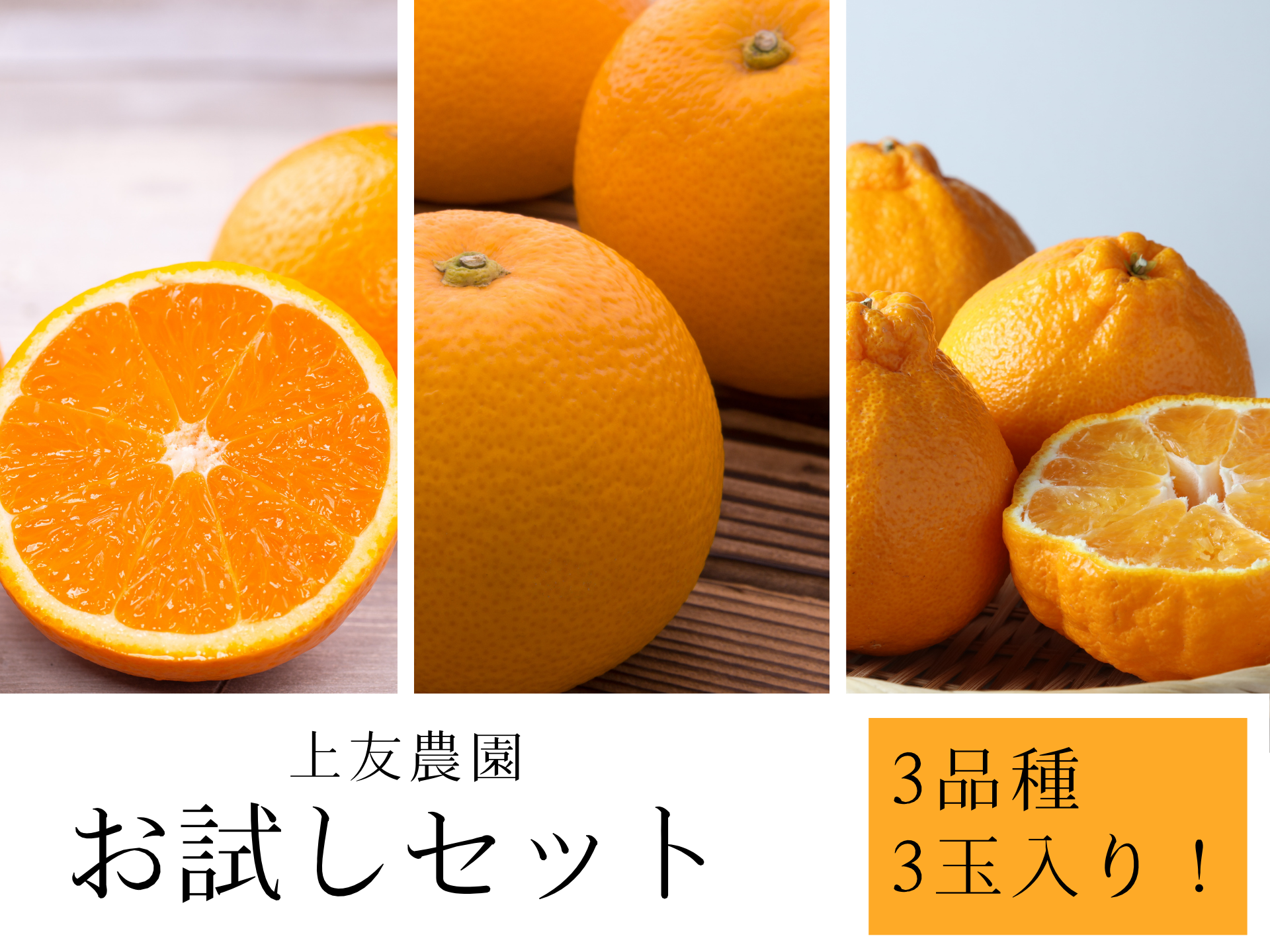 柑橘を初めてご購入の方向け！産地直送柑橘セット：和歌山県産のみかん