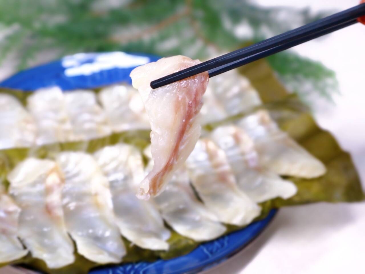 【森で育った高級魚クエ】昆布〆 4〜5人前 刺身用 (安心・安全養殖