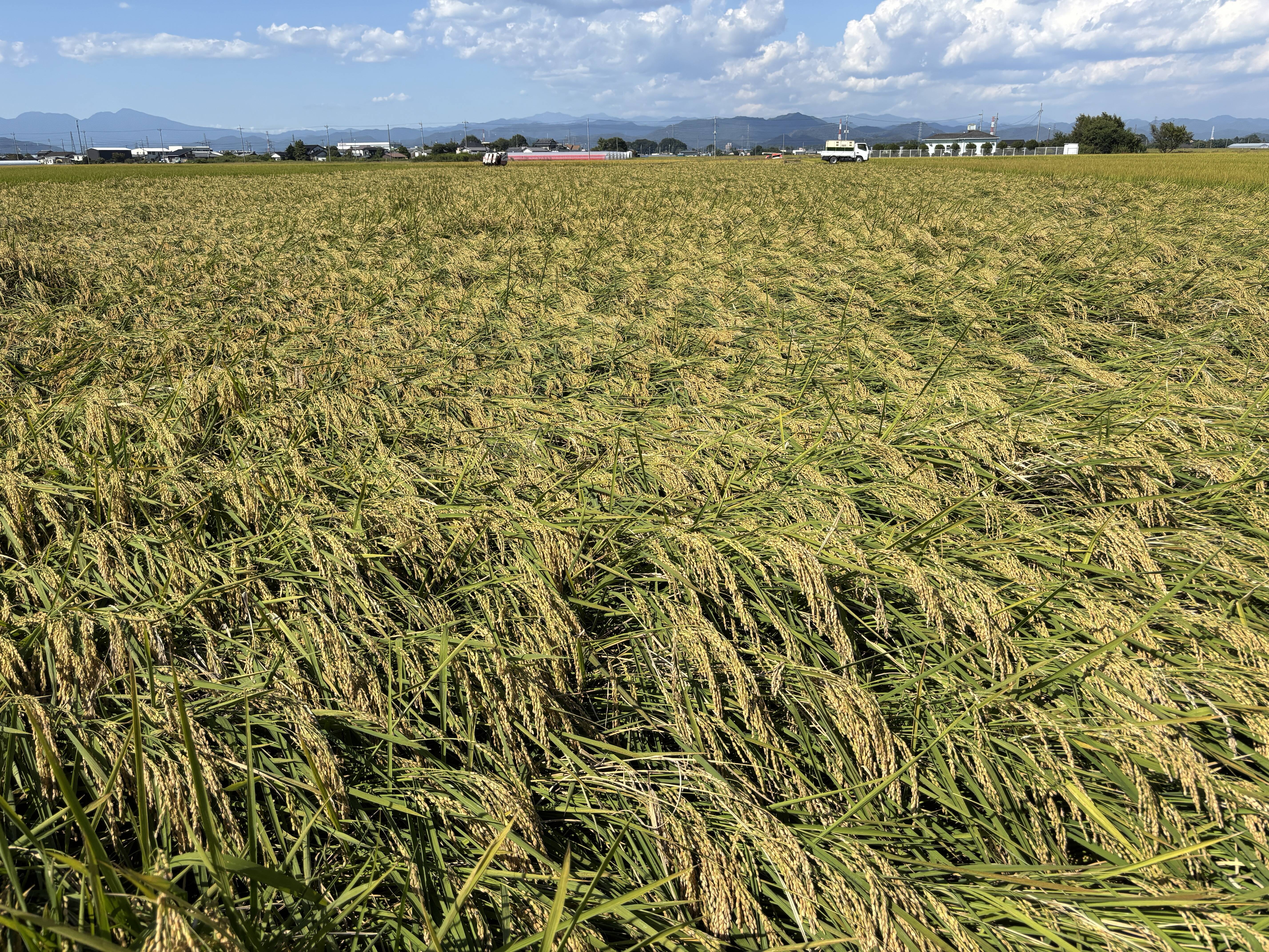 特別栽培 お米「いのちの壱」 令和7年産 2kg：群馬県産のお米｜食べ