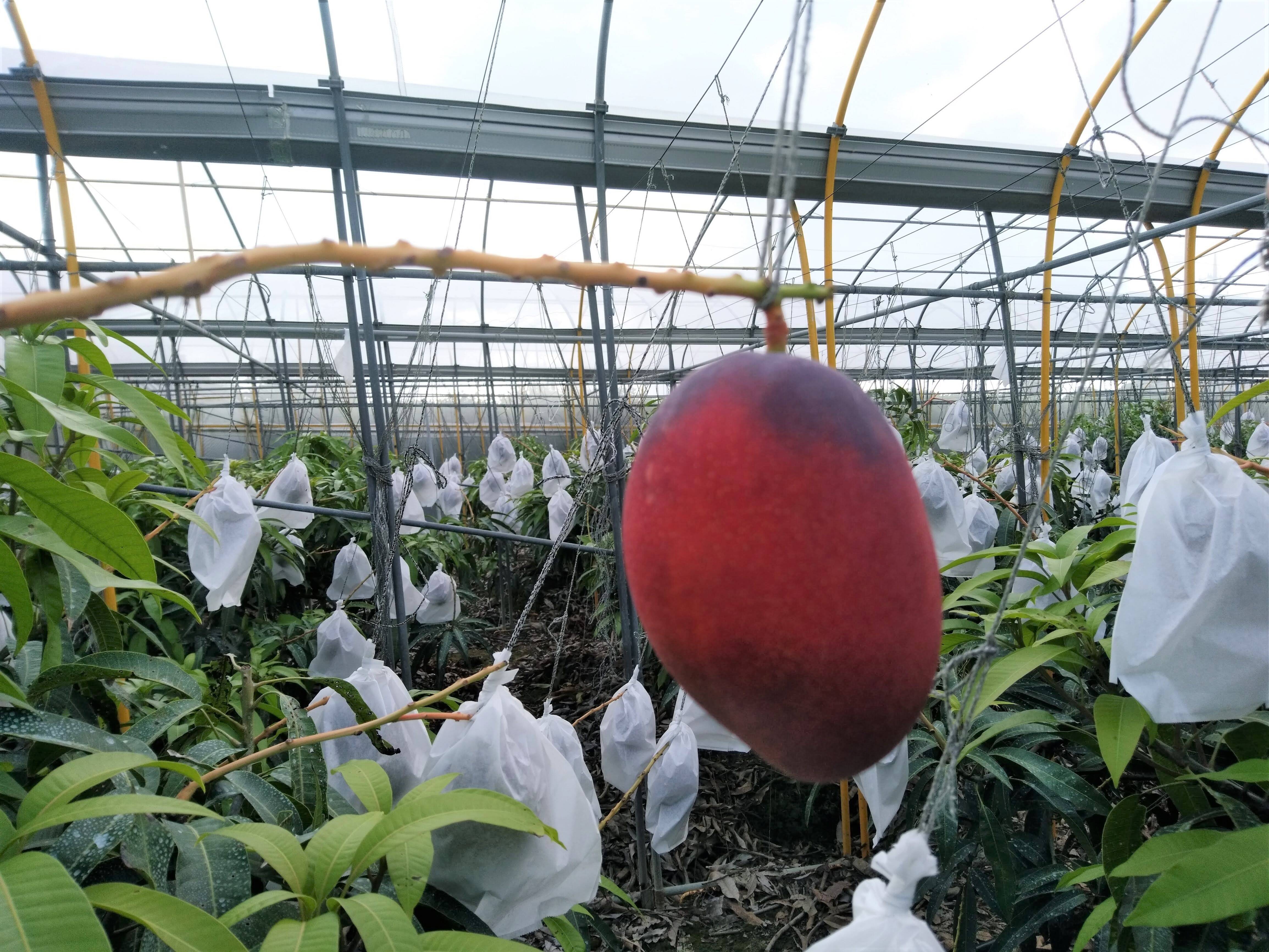 伊集農園へのレビュー・商品：沖縄県｜食べチョク｜産地直送(産直)お