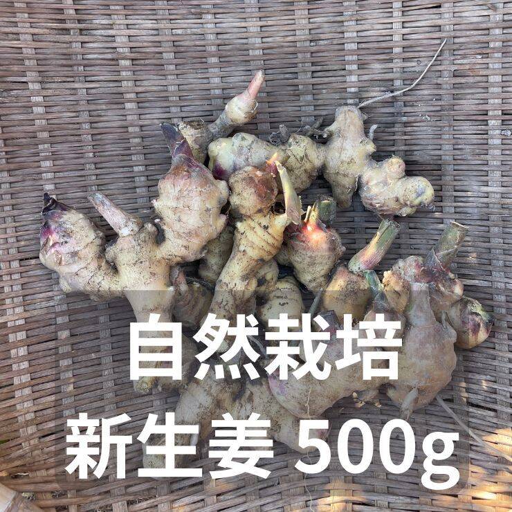 肥料・農薬不使用【自然栽培】新生姜（500g）：広島県産のその他薬味