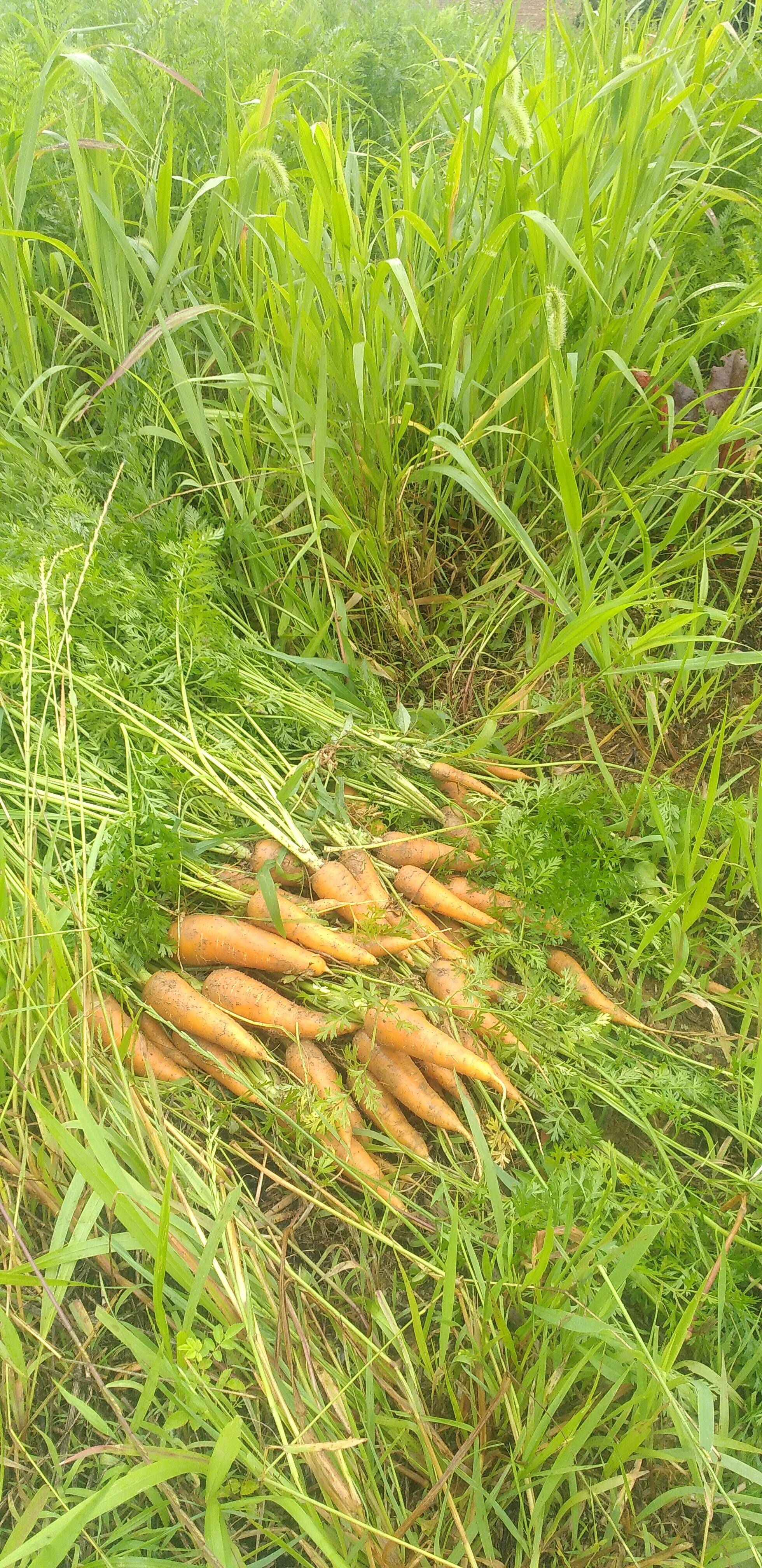栽培期間中農薬、化学肥料不使用人参不揃い4キロ：岡山県産の