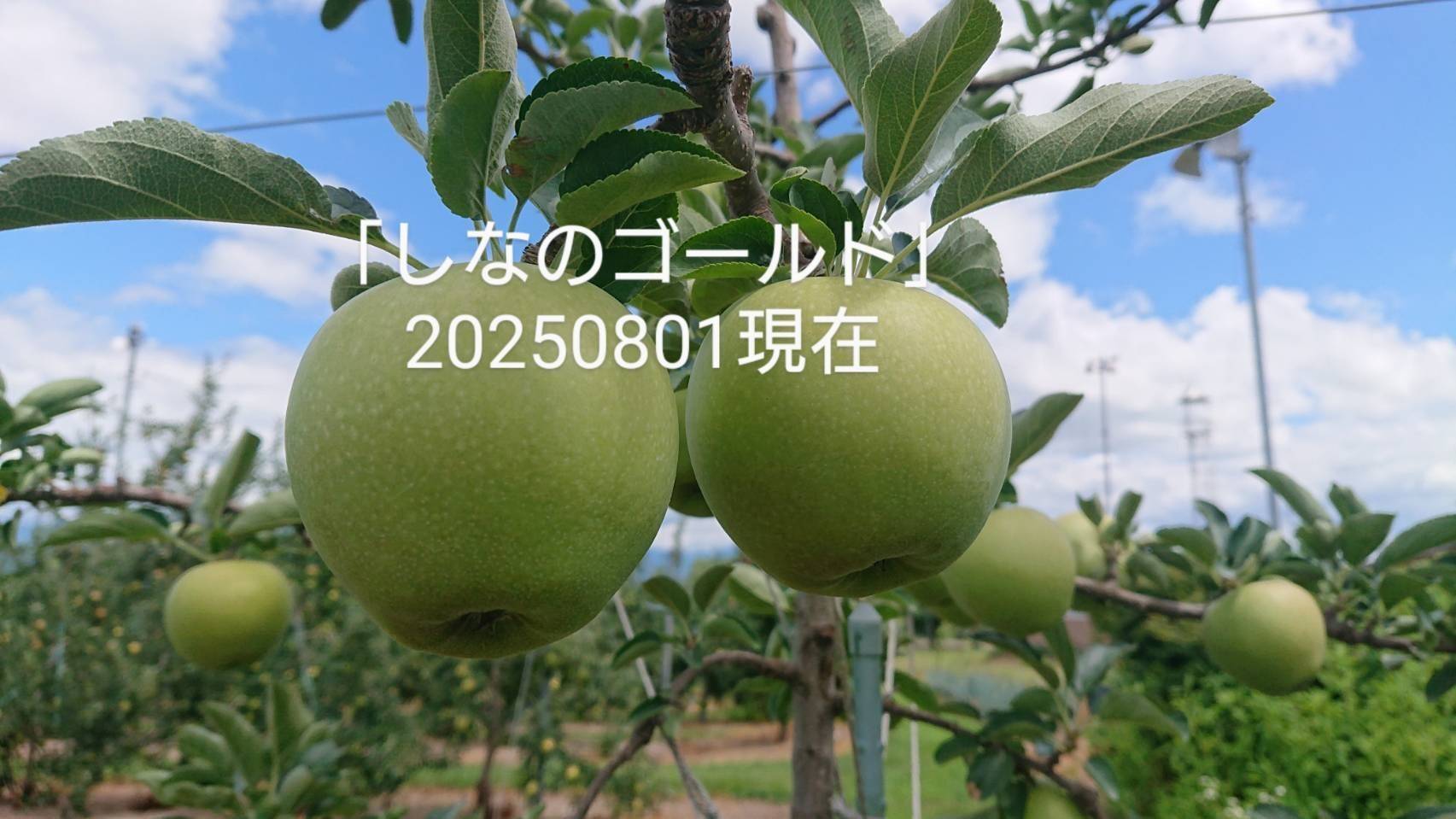 renpeco シナノゴールド　15kg 2025年予約販売始めます！「シナノゴールド約3kg入り」スタッフ