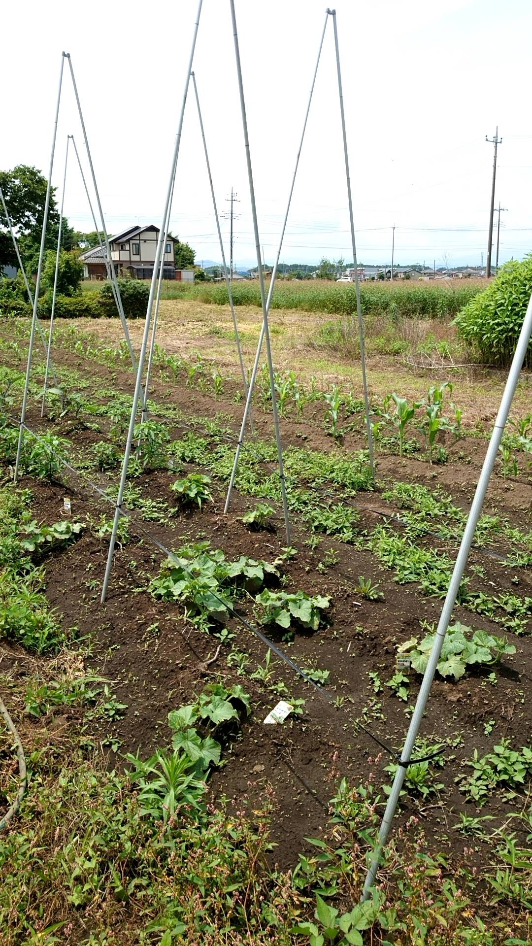 齋藤 農園へのレビュー・商品：栃木県｜食べチョク｜産地直送