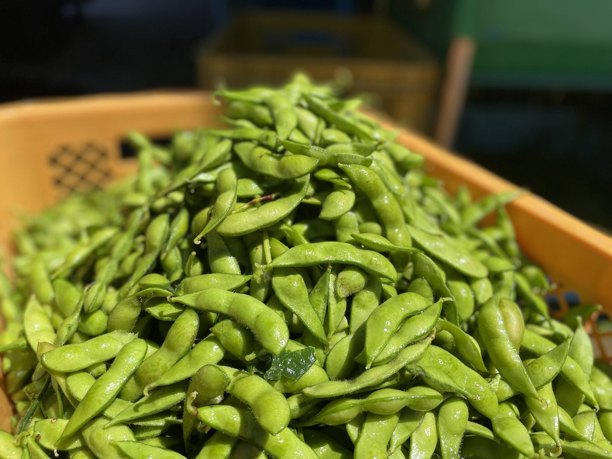 販売開始！】まるで果物！甘くておいしいフルーツ枝豆 2kg 秋田県産