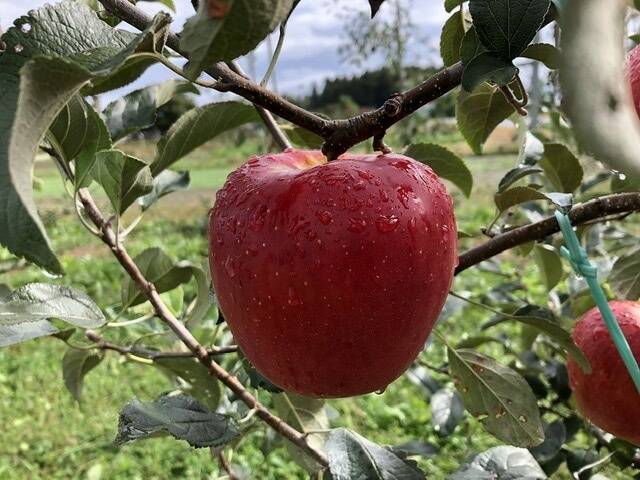 【りんごの概念変わります】 終わります！奥州ロマン ３キロ箱 6玉〜15玉サイズ　ID52109 長野県 信州 安曇野 リンゴ 幻 希少 旬 甘い  幻の林檎 食べチョク限定