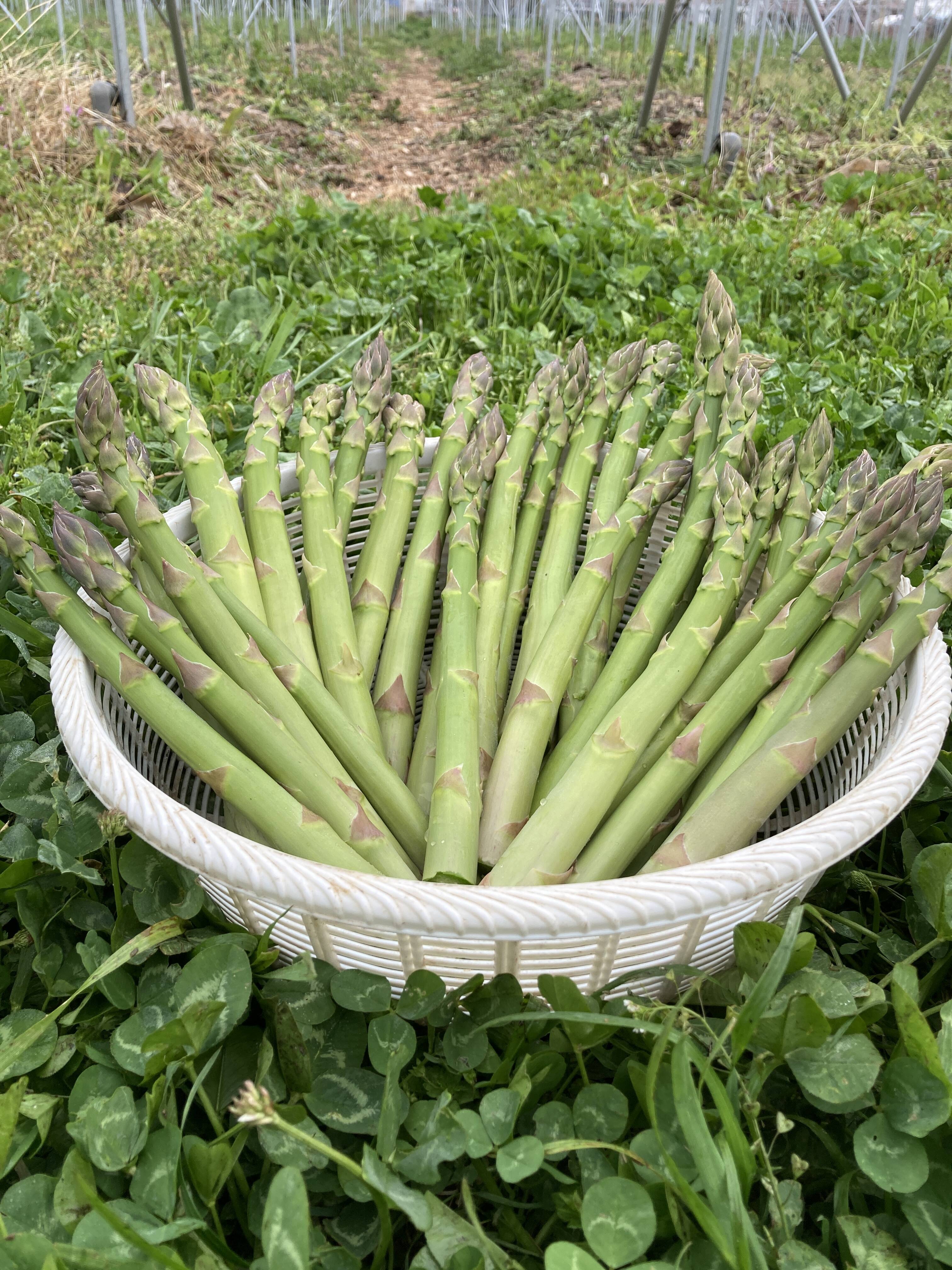 春芽！！露地アスパラ！！】瑞々しさ筋なし自信あり！衝撃の太め