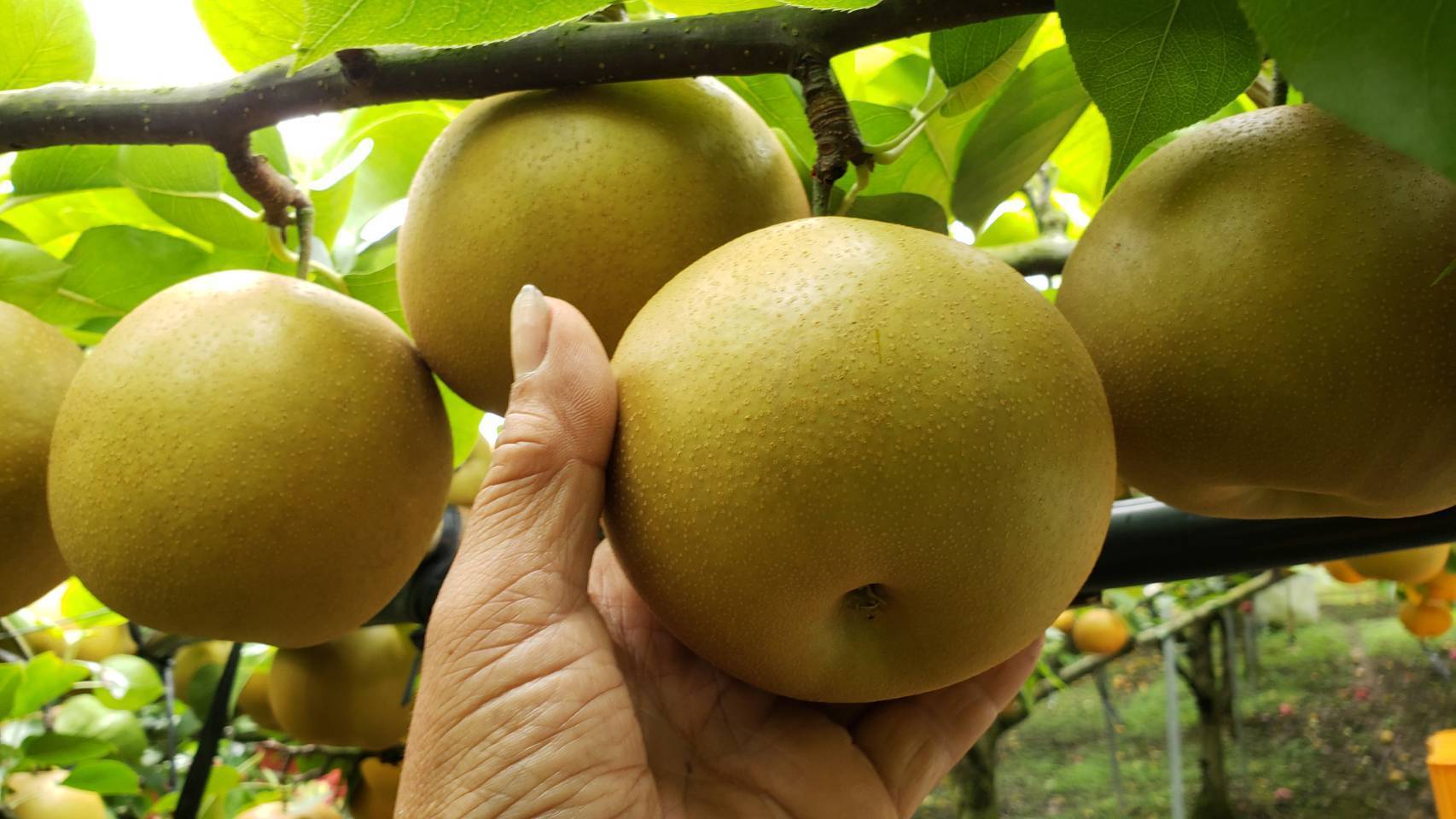 味も形も新しい品種「甘太」梨🍐5キロ箱家庭用：佐賀県産の甘太｜食べ