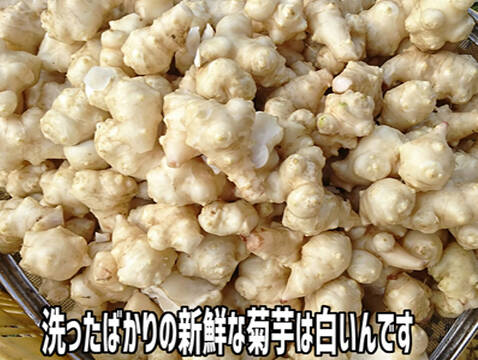 今季最終便 洗浄した生菊芋 ２kg 福岡県産 食べチョク 農家 漁師の産直ネット通販 旬の食材を生産者直送