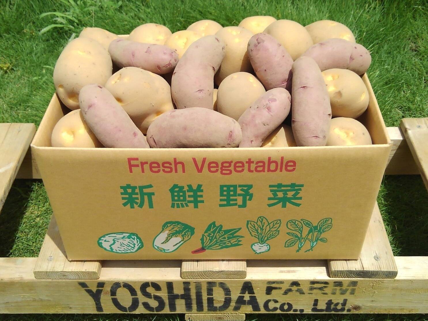 うんまい！＞じゃがいも【20kg】：群馬県産のとうや｜食べ