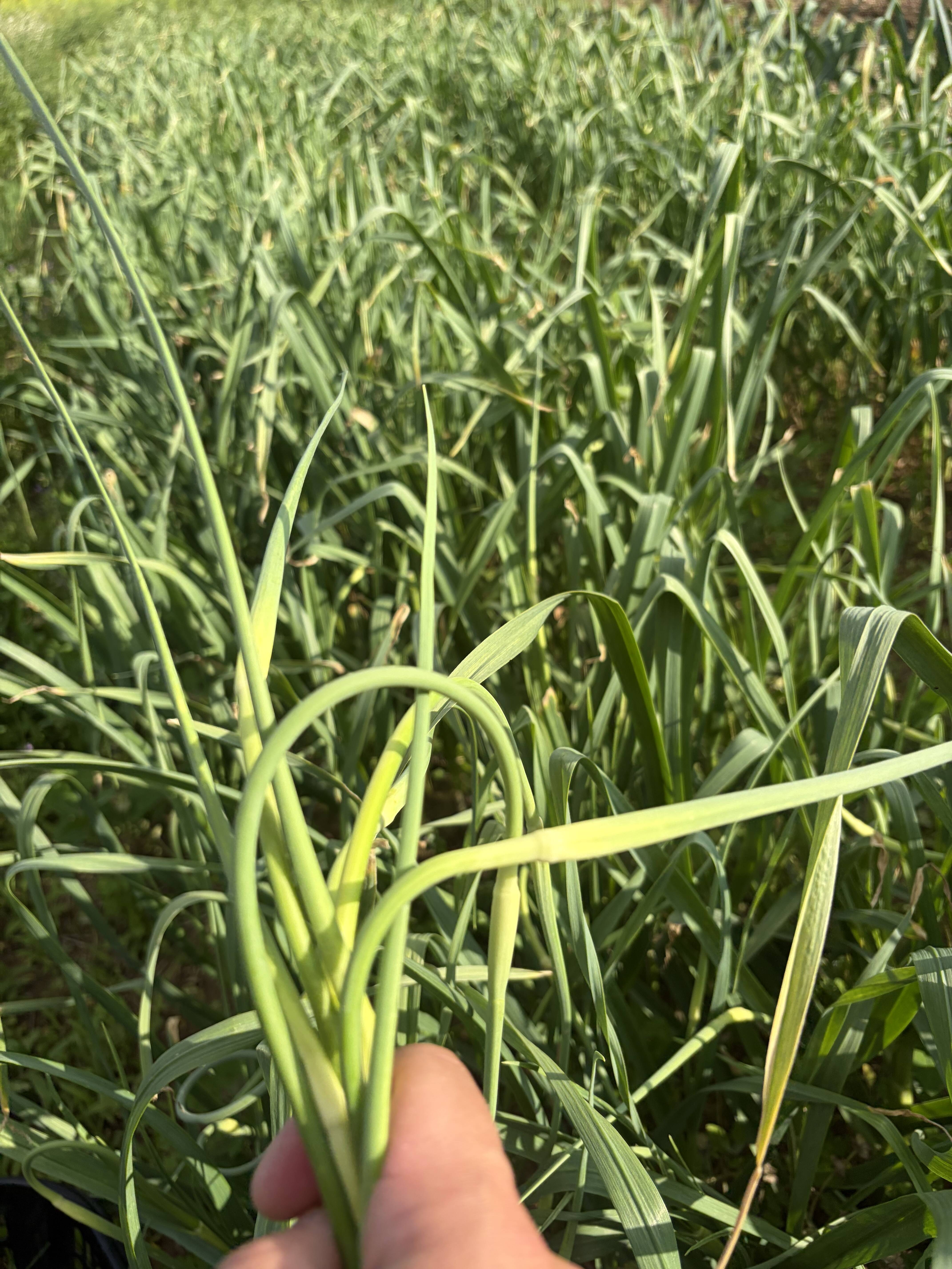 国産種子使用 ニンニクの芽 1kg：千葉県産のその他ニンニク｜食べ