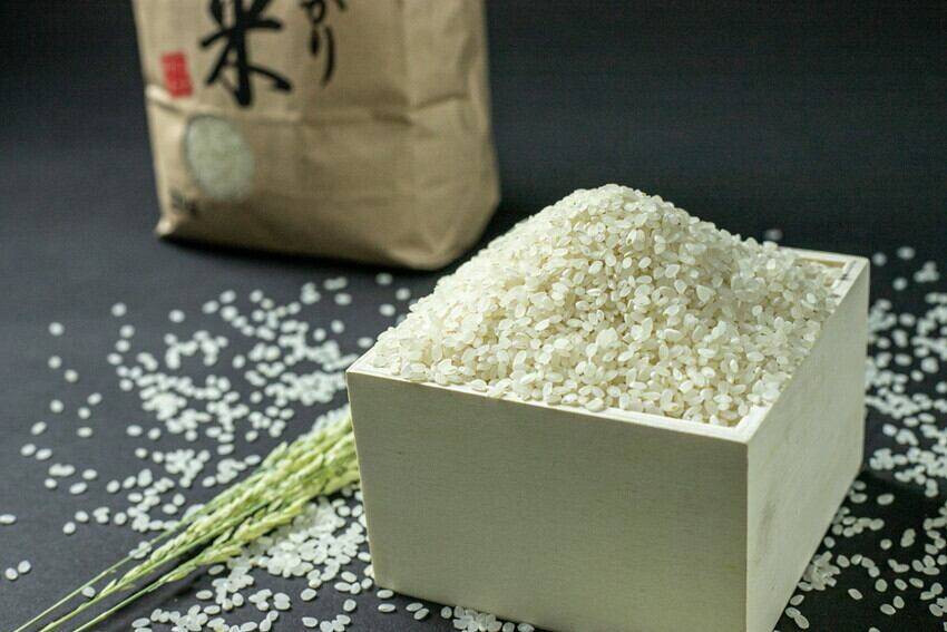 令和6年産 多古米コシヒカリ 白米5㎏：千葉県産のお米｜食べ