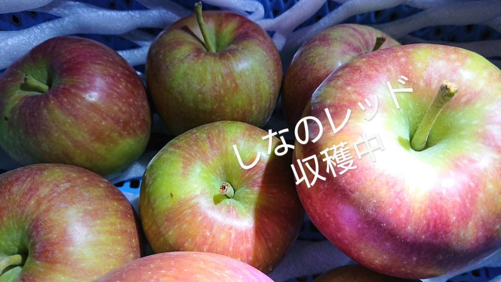 収穫開始！「しなのレッド」約10kg入り 夏の暑さに疲れた身体に酸味の