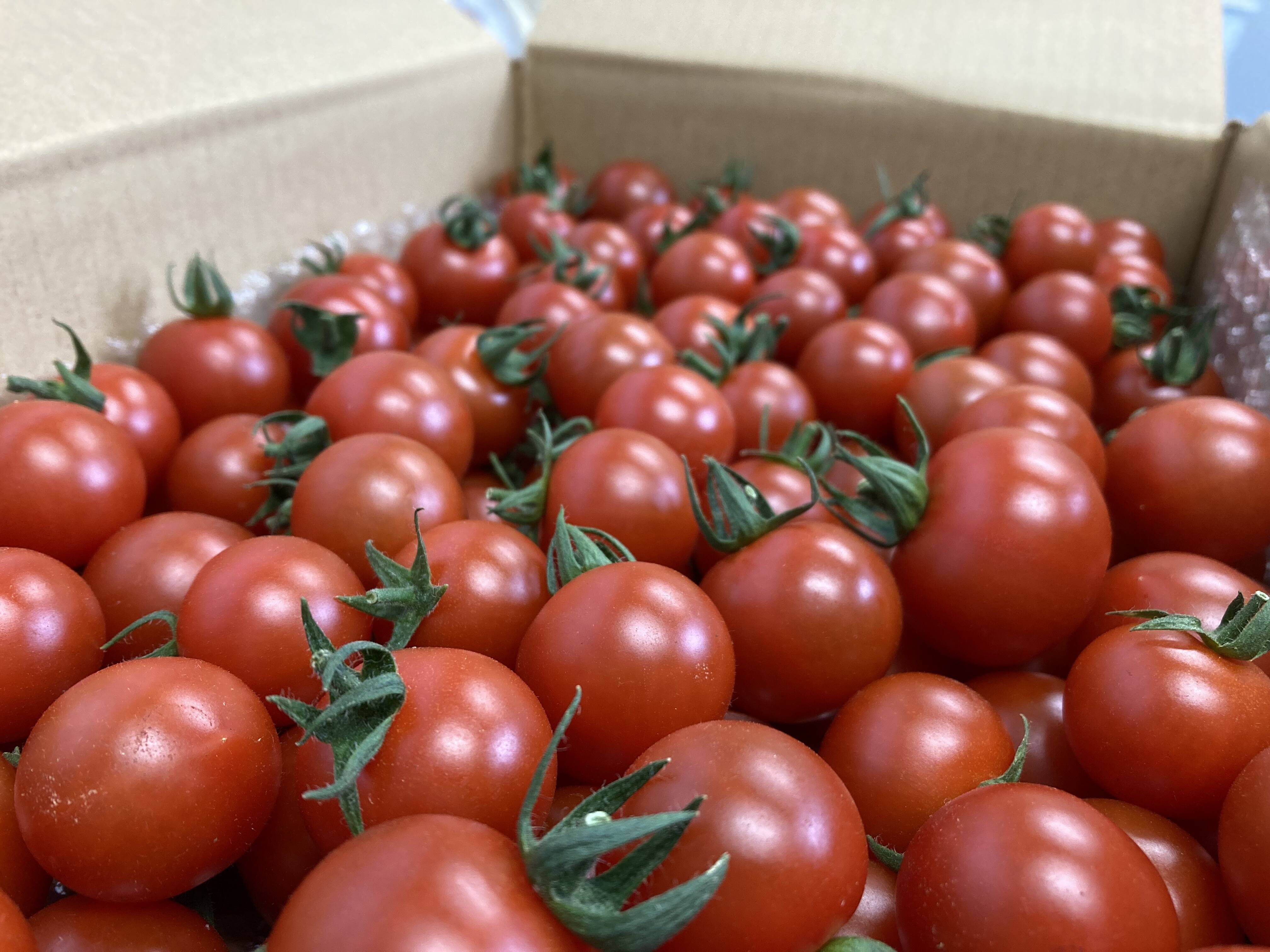 ミニトマト 1.6kg：兵庫県産のトマト｜食べチョク｜産地直送