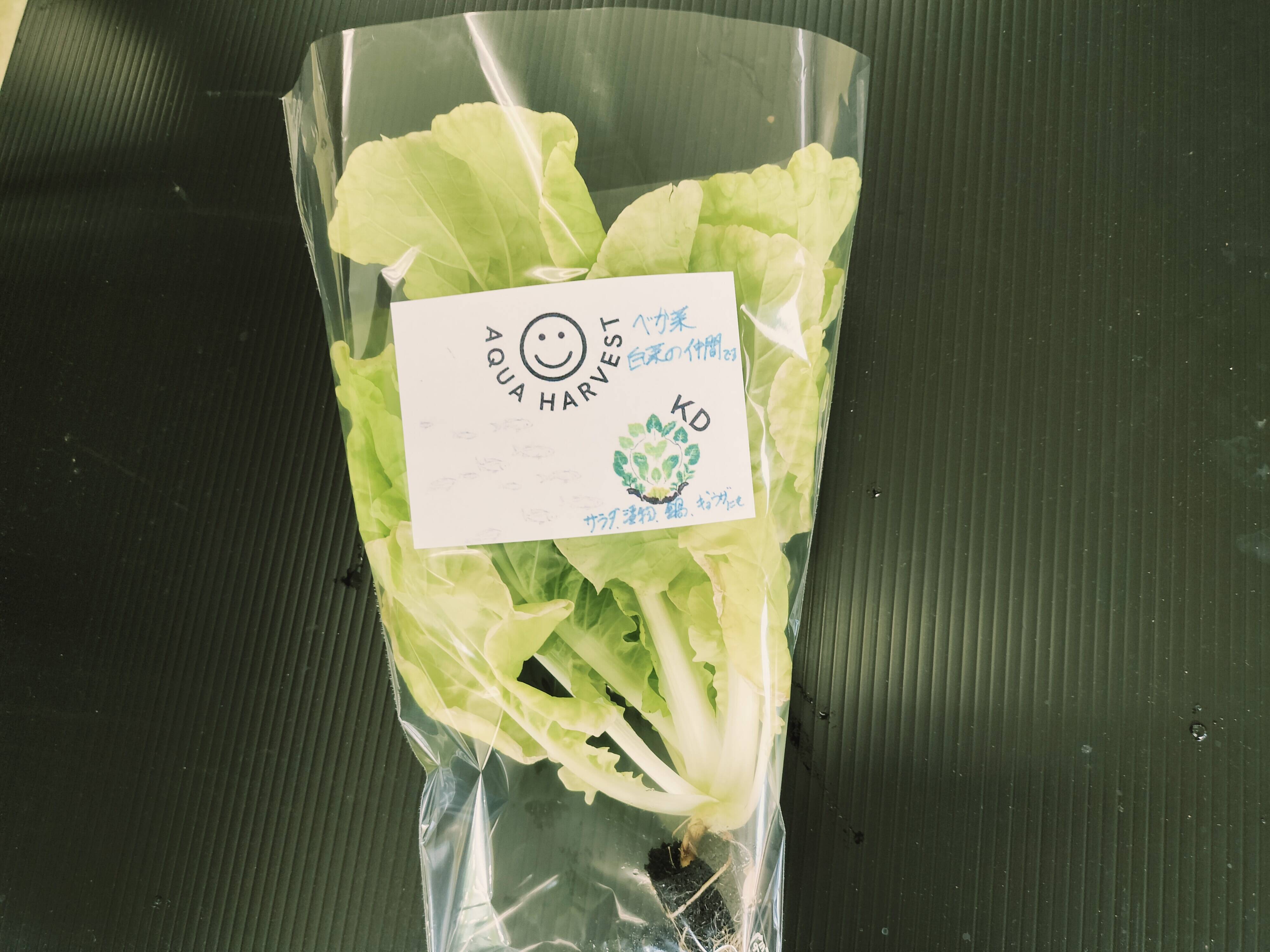 山東菜 はまみなとべか菜 農薬、化学肥料不使用 80g以上 箱
