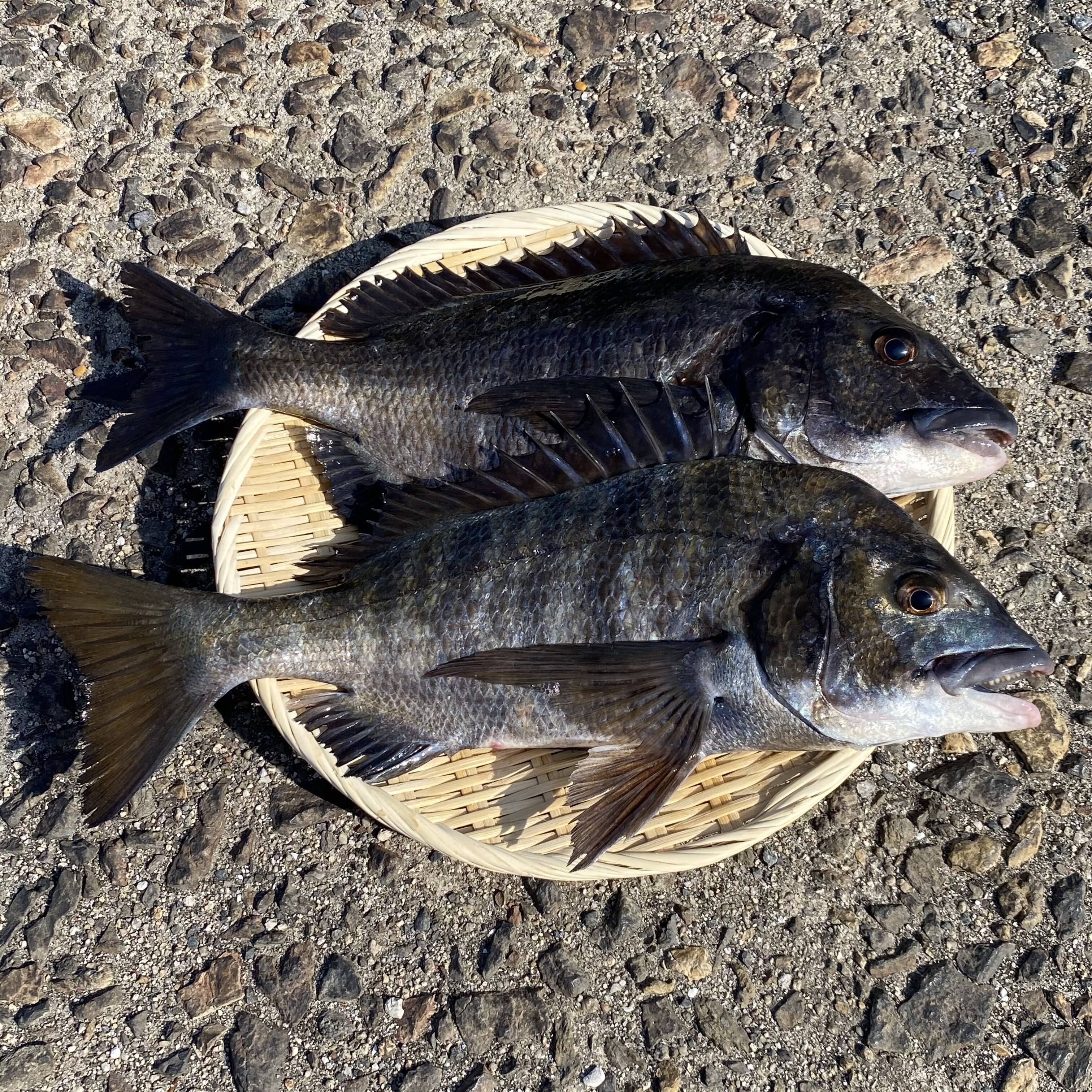 江田島産 チヌ 黒鯛 2匹 30 40cm 広島県産のその他魚 食べチョク 産地直送 産直 お取り寄せ通販 農家 漁師から旬の食材を直送