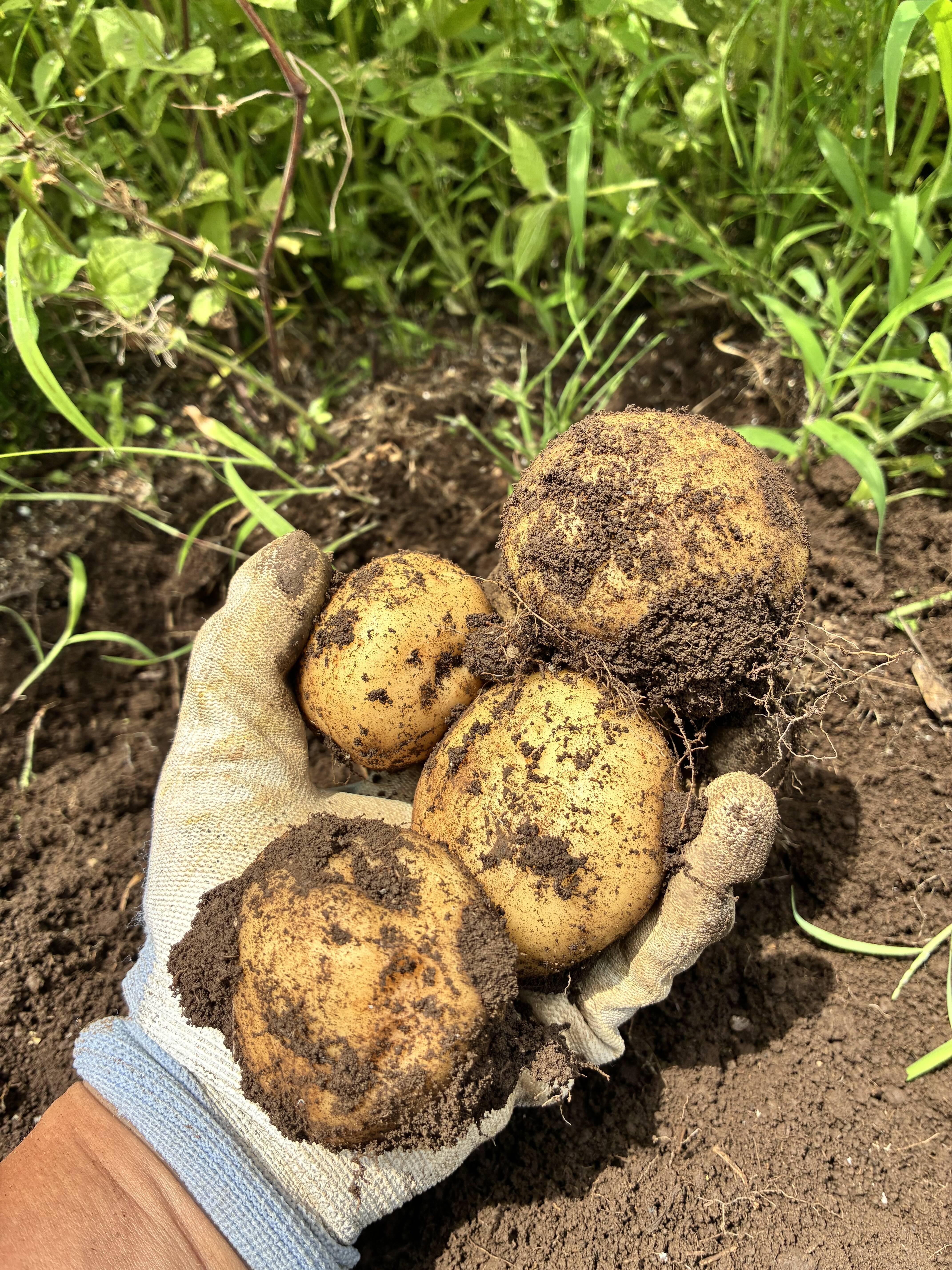 平均ppm50・糖度5】洗えば感動の透明感！サイズ不揃いも愛おしい本物の 