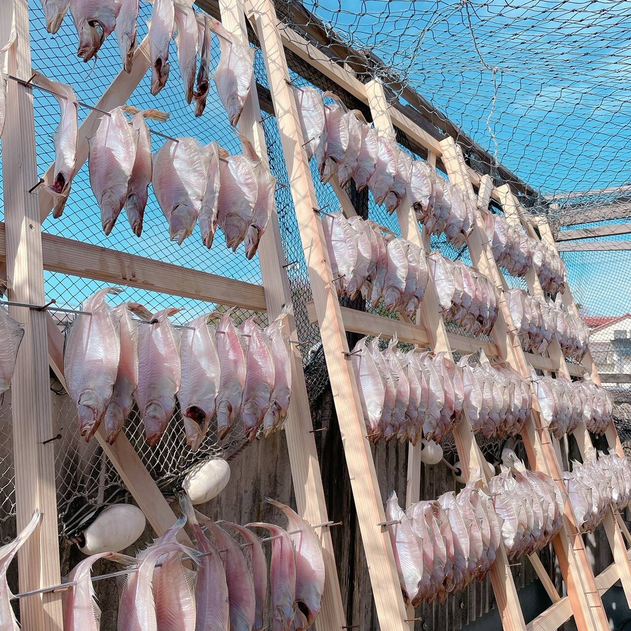 太陽のカレイ 中サイズ5枚入り 島根県産 食べチョク 農家 漁師の産直ネット通販 旬の食材を生産者直送