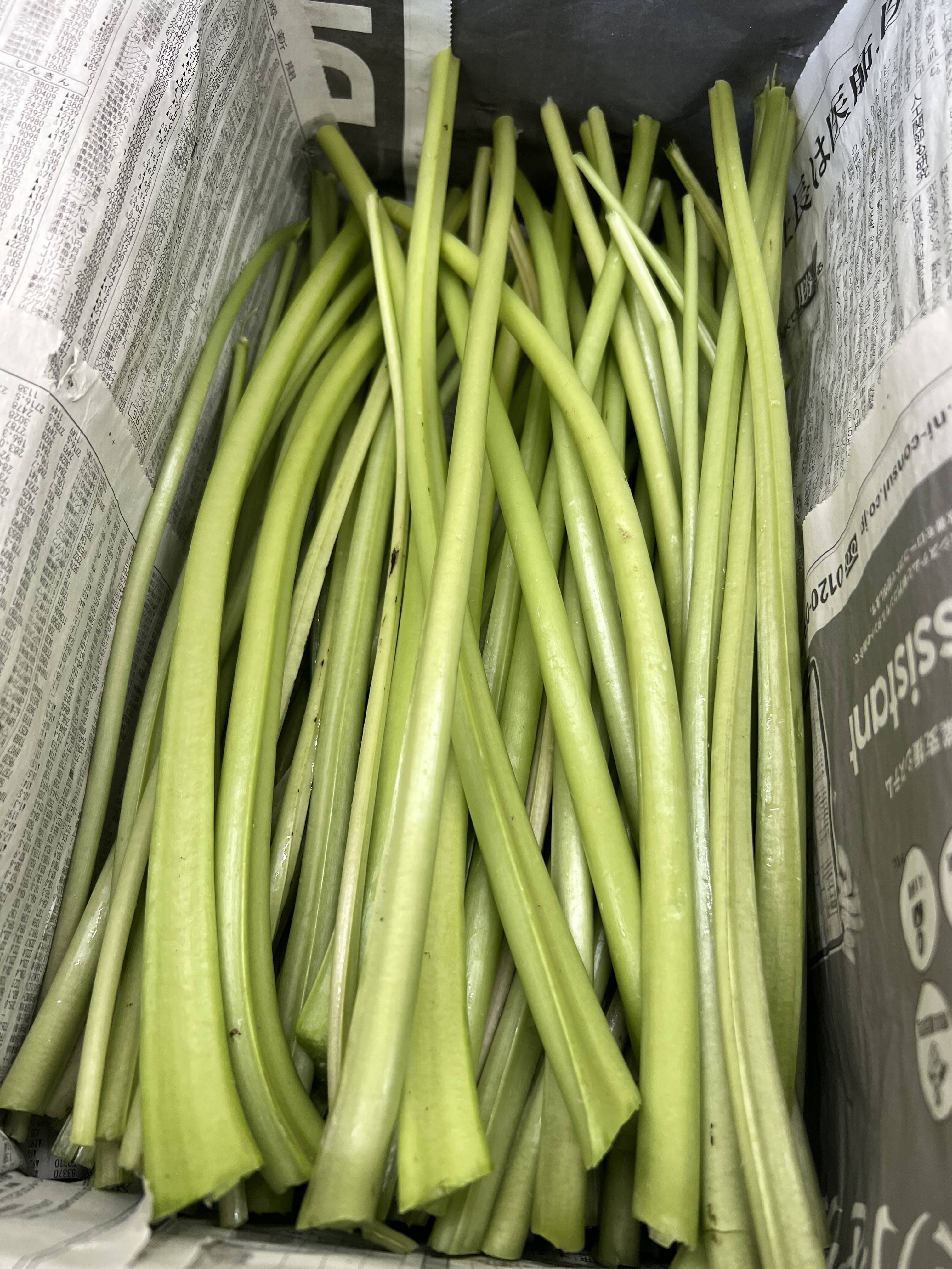朝どれ】120年守る安曇野の湧水育ち。新鮮！シャキシャキ「茎わさび1kg