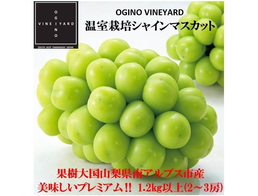 山梨県産❣️家庭用❣️本日発送❣️残り2箱❣️シャインマスカット❣️朝採れ❣️激安❣️農家直送