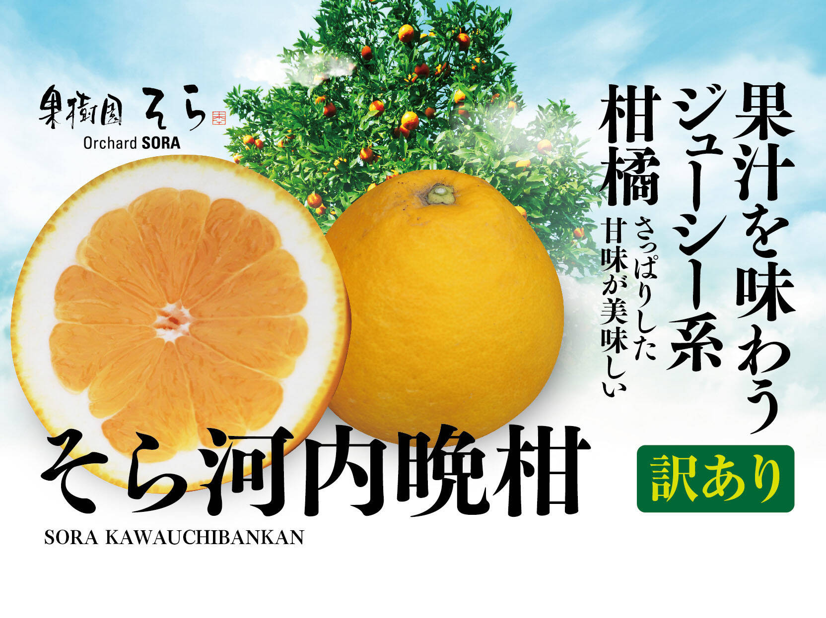 そら河内晩柑【天空のみかん】愛媛産みかん 訳あり 4kg：愛媛県産の