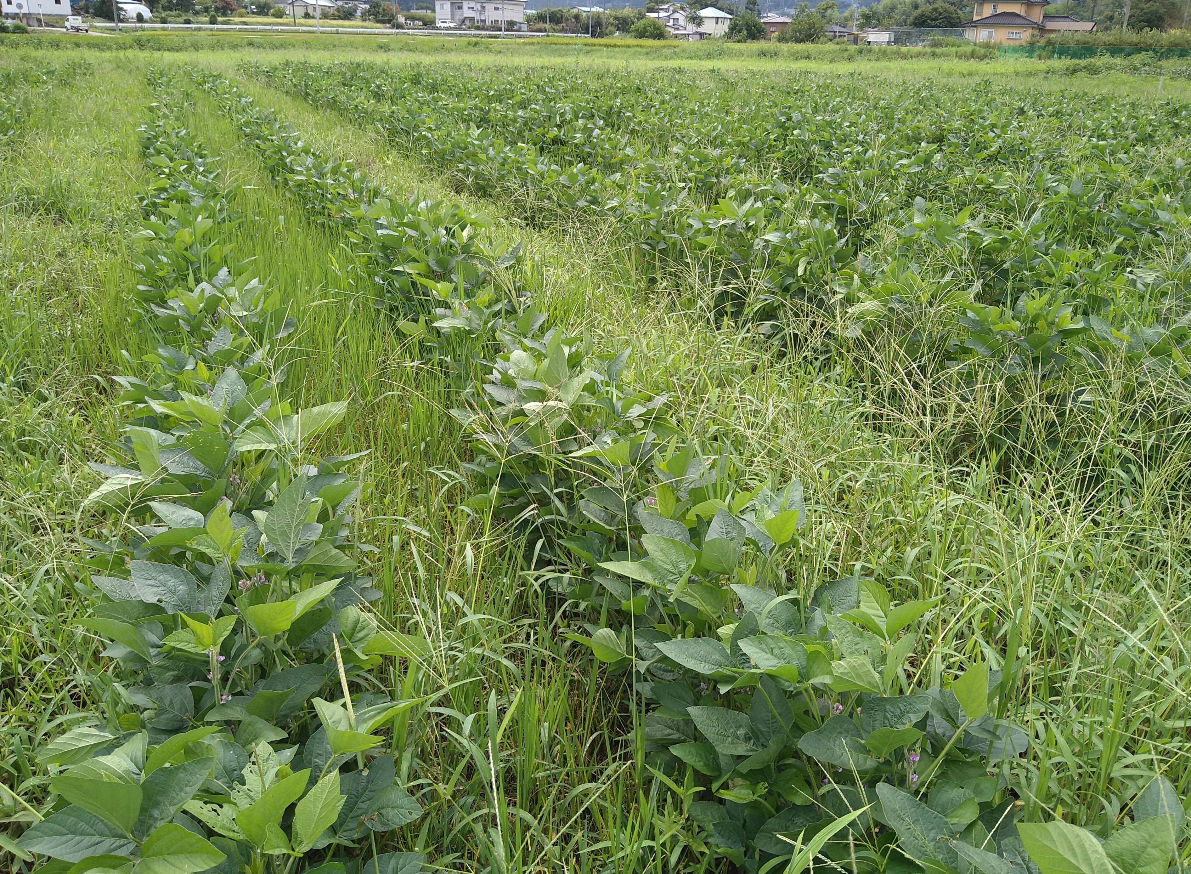 希少な完全自然栽培大豆4.5キロ 農薬不使用、化学肥料も動物由来肥料も